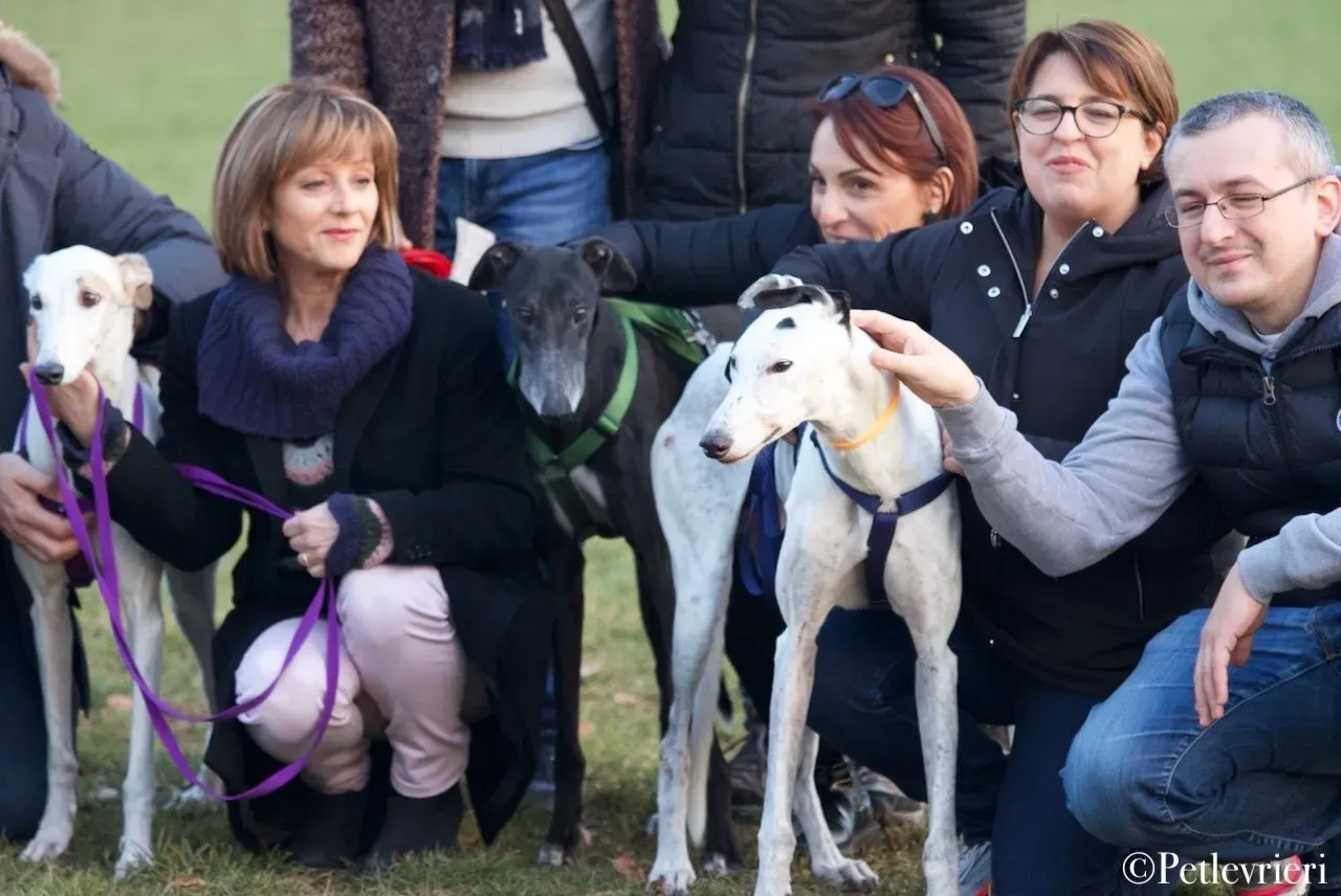 Elite choice adozione levrieri greyhound 48