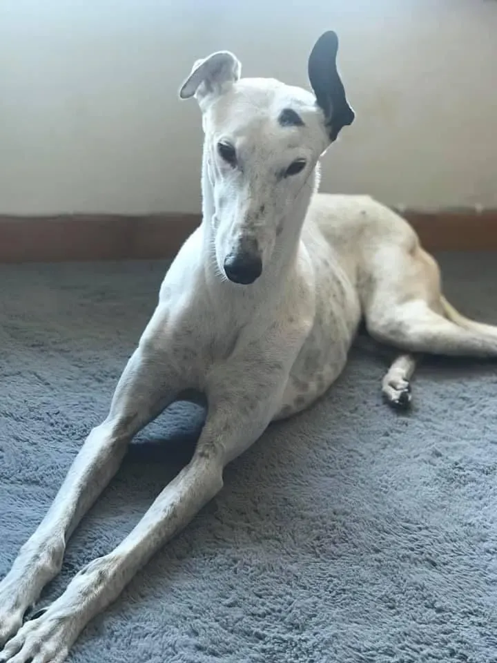 Elite choice adozione levrieri greyhound 5