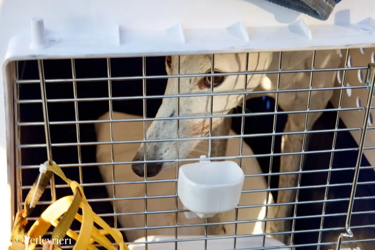 Elite choice adozione levrieri greyhound 50