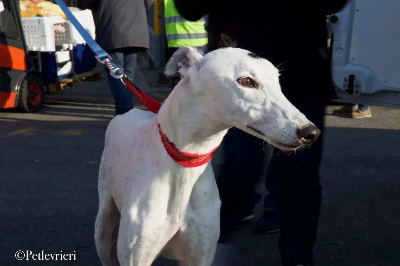 Elite choice adozione levrieri greyhound 52