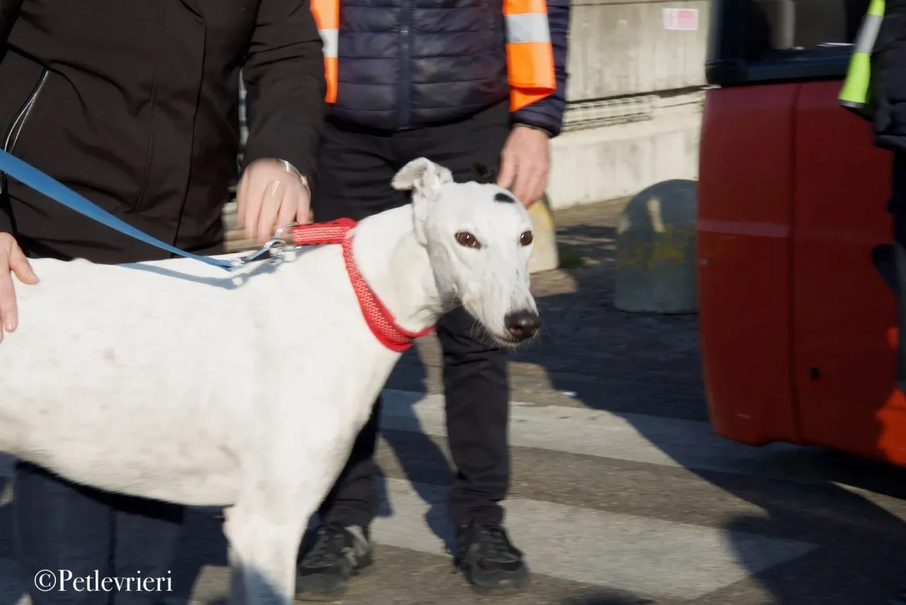 Elite choice adozione levrieri greyhound 53