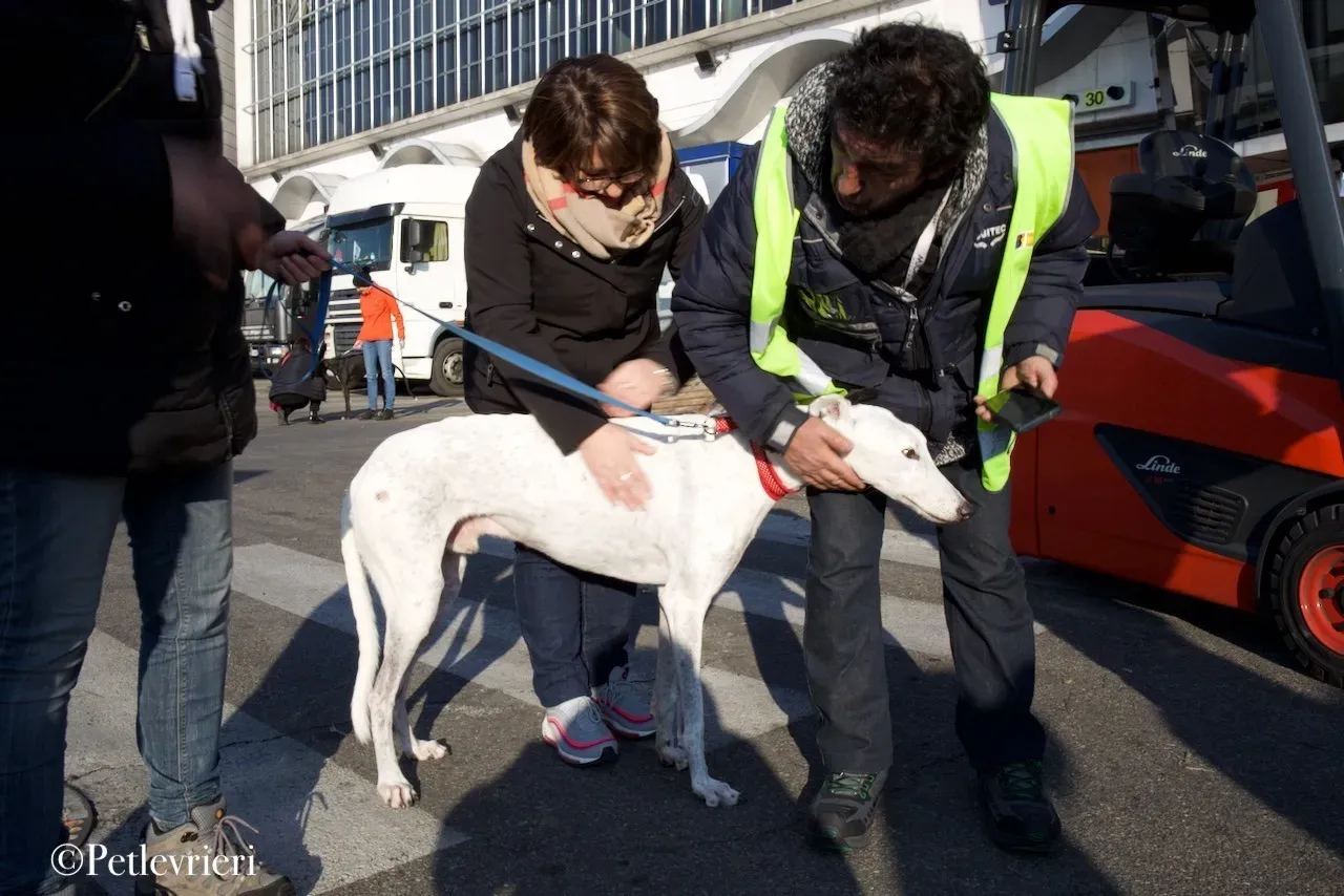 Elite choice adozione levrieri greyhound 54