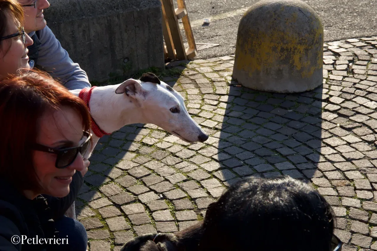 Elite choice adozione levrieri greyhound 55