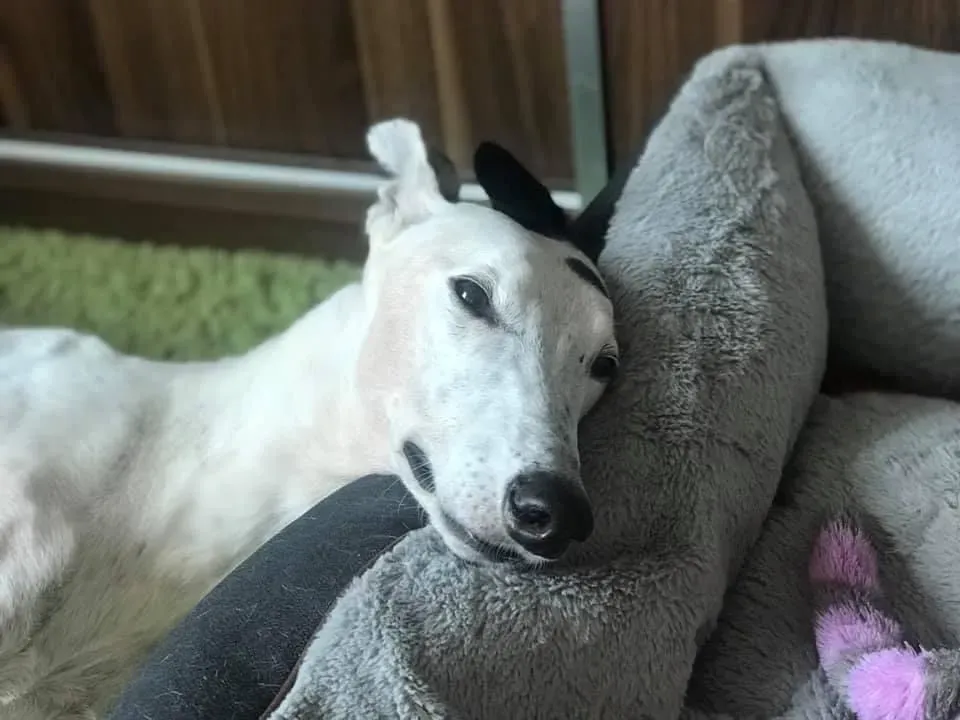 Elite choice adozione levrieri greyhound 6