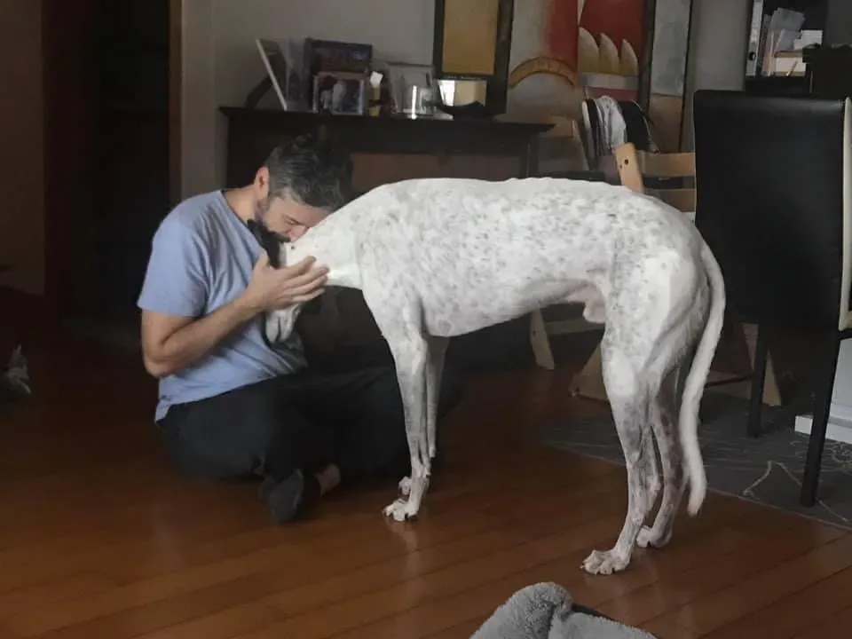 Elite choice adozione levrieri greyhound 7