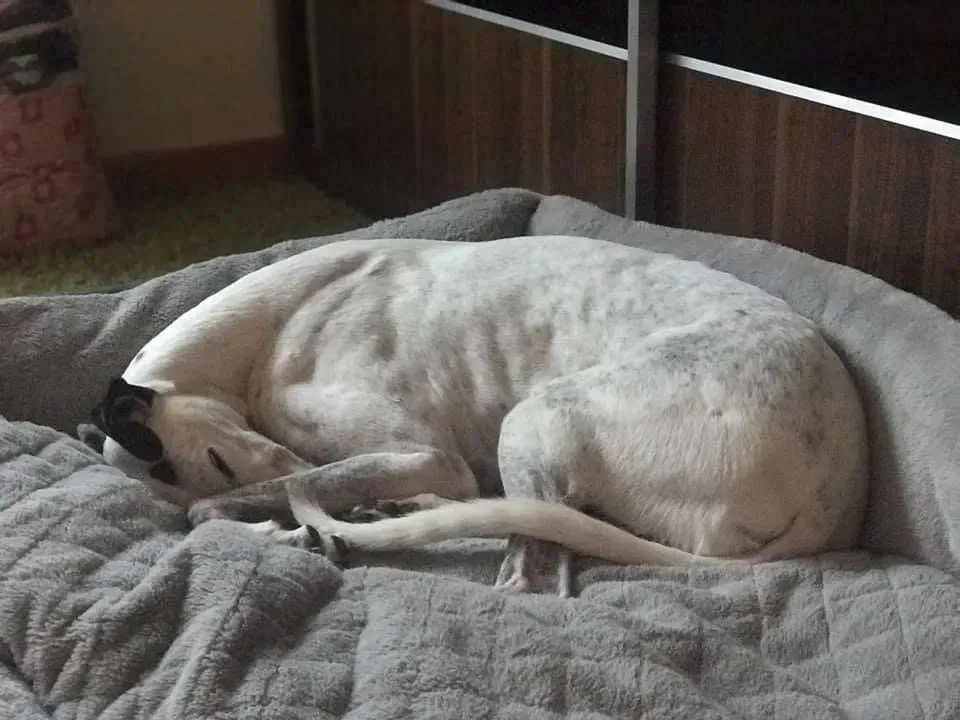 Elite choice adozione levrieri greyhound 8