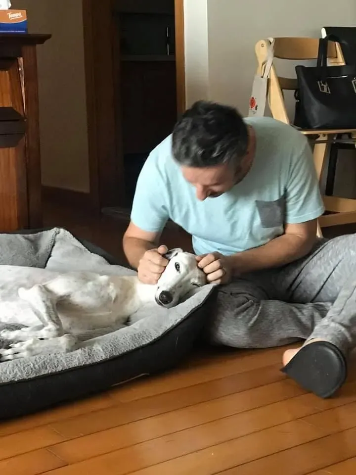 Elite choice adozione levrieri greyhound 9