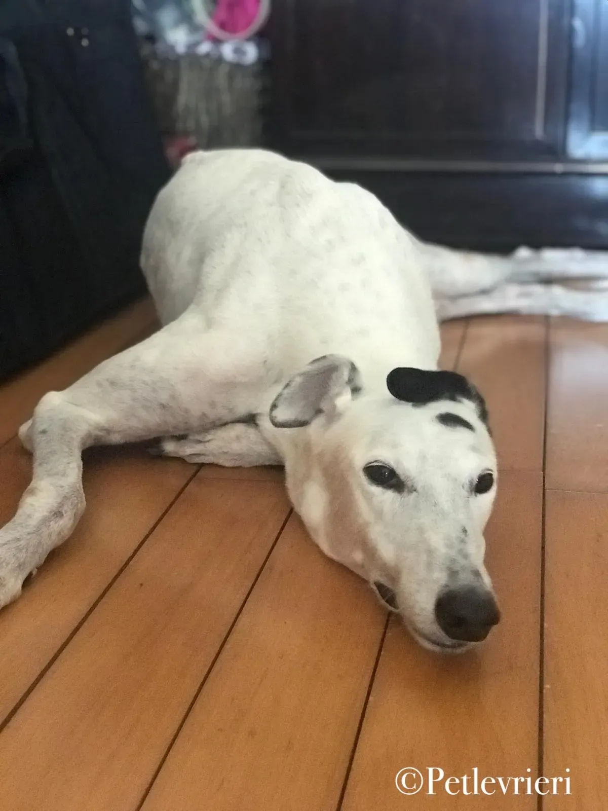 Elite pet levrieri grey macao16