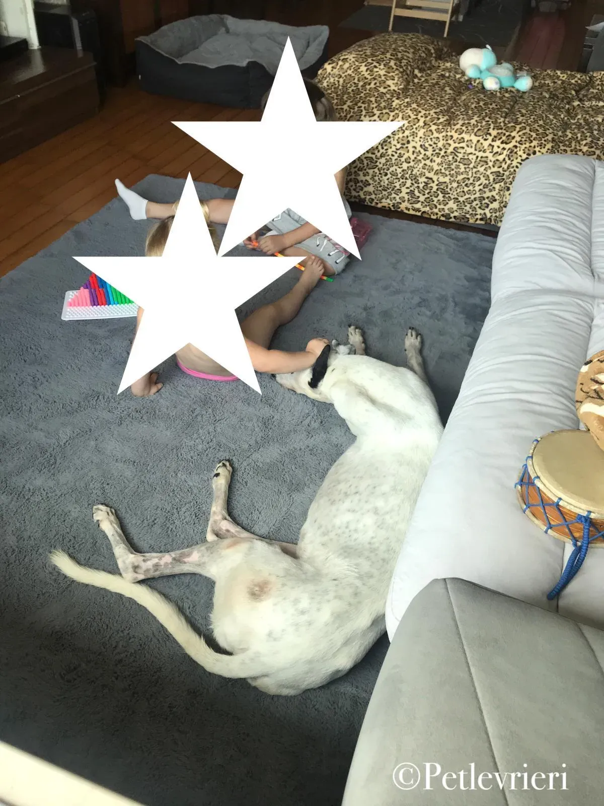 Elite pet levrieri grey macao17