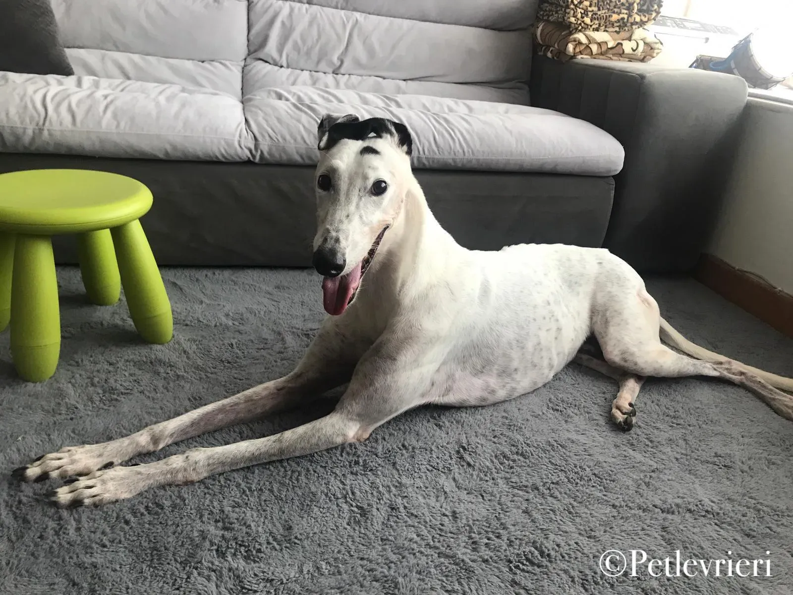 Elite pet levrieri grey macao18