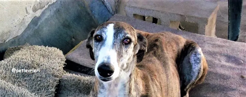 Elivira 3 tagliata 1