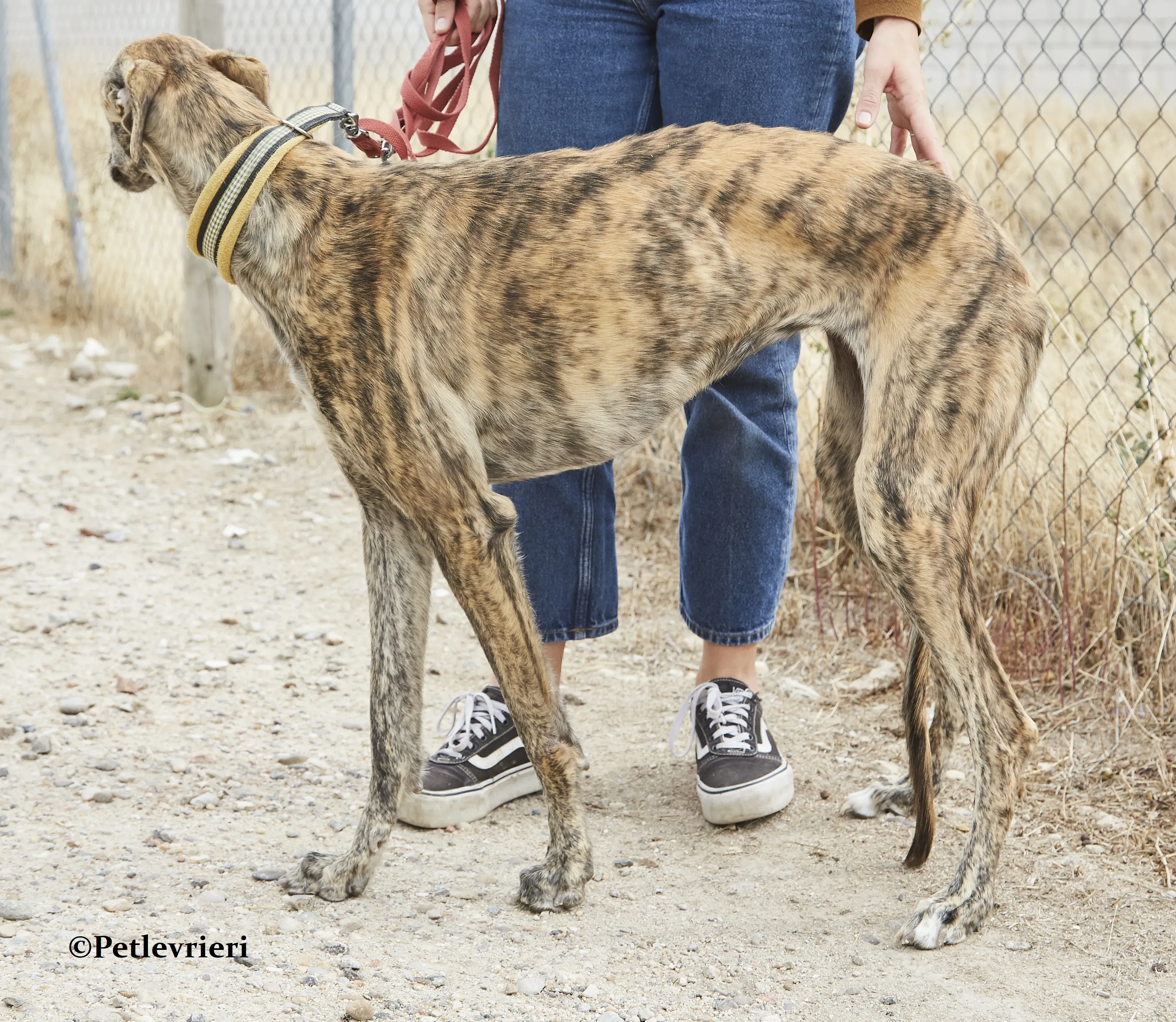 Eliza galgo adozione pet levrieri onlus 1