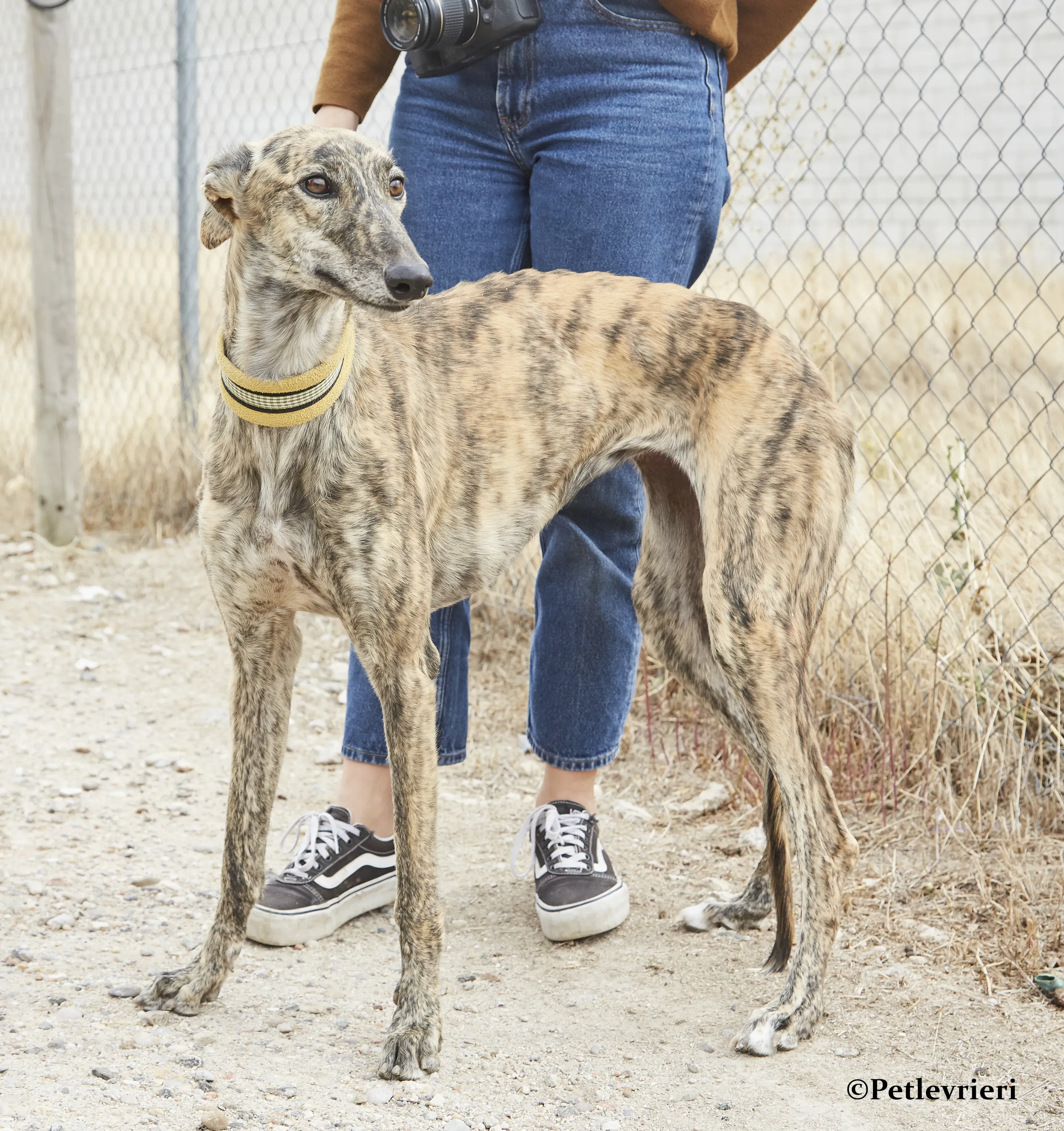 Eliza galgo adozione pet levrieri onlus 10
