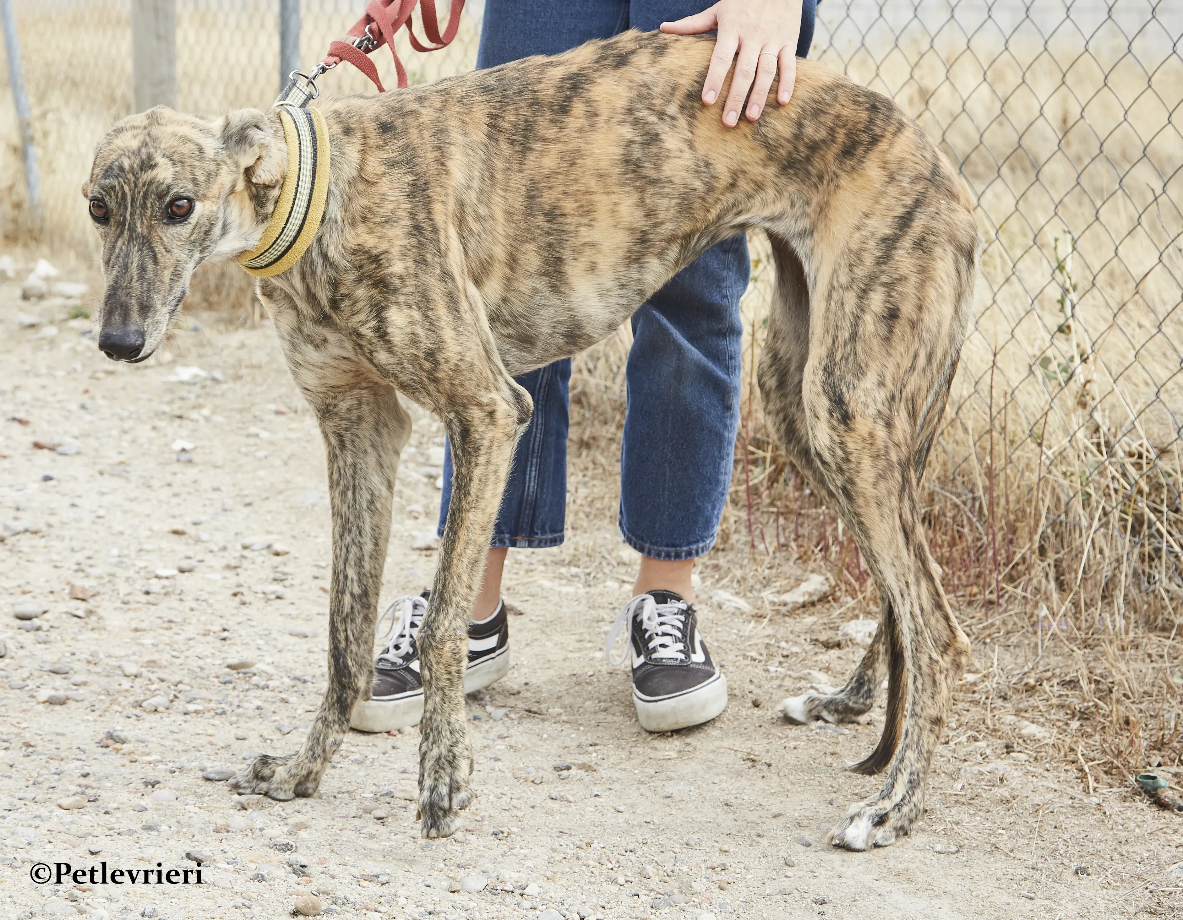 Eliza galgo adozione pet levrieri onlus 2