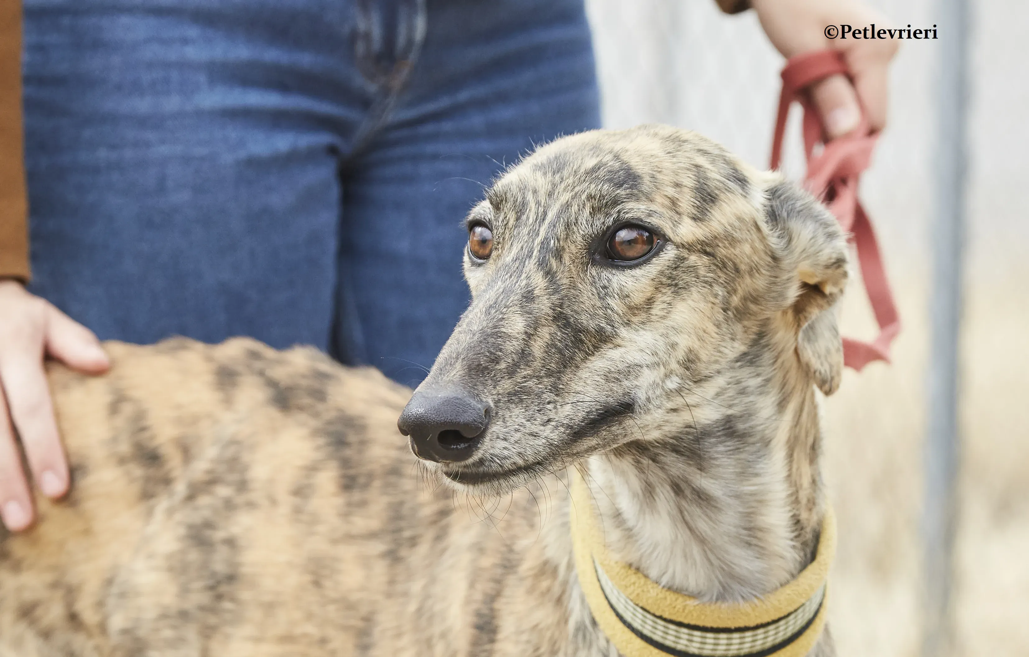 Eliza galgo adozione pet levrieri onlus 3 1