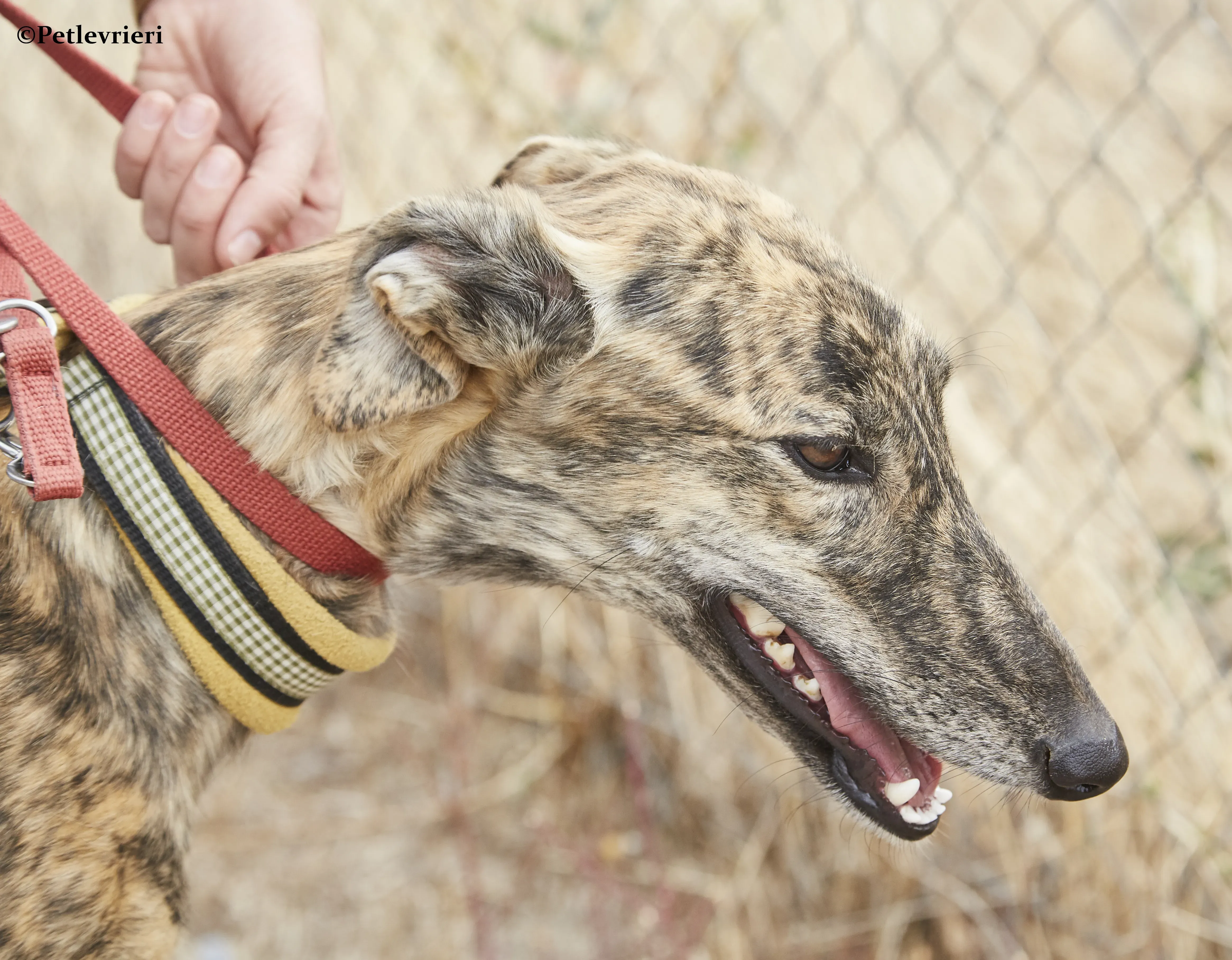 Eliza galgo adozione pet levrieri onlus 4