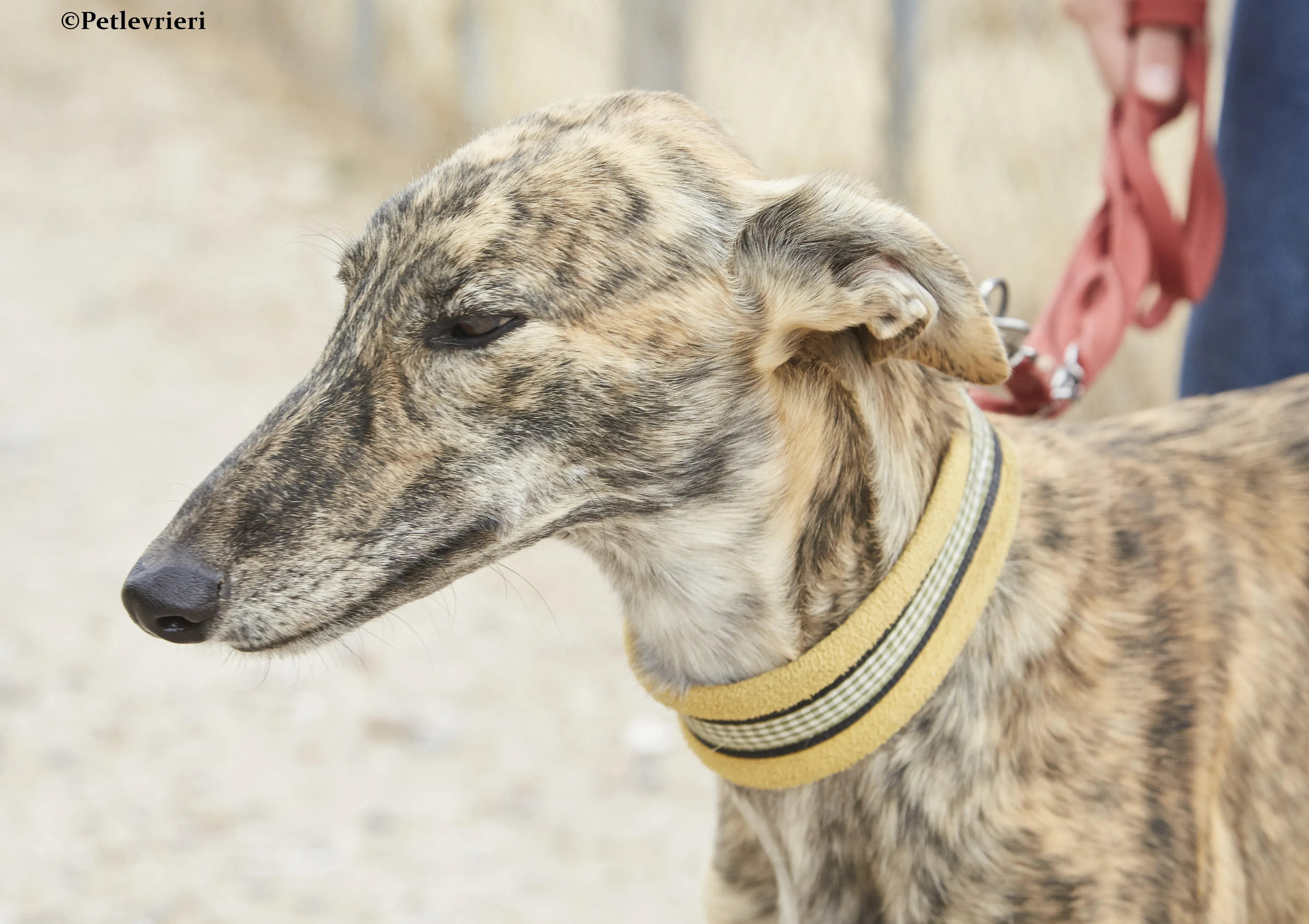 Eliza galgo adozione pet levrieri onlus 5