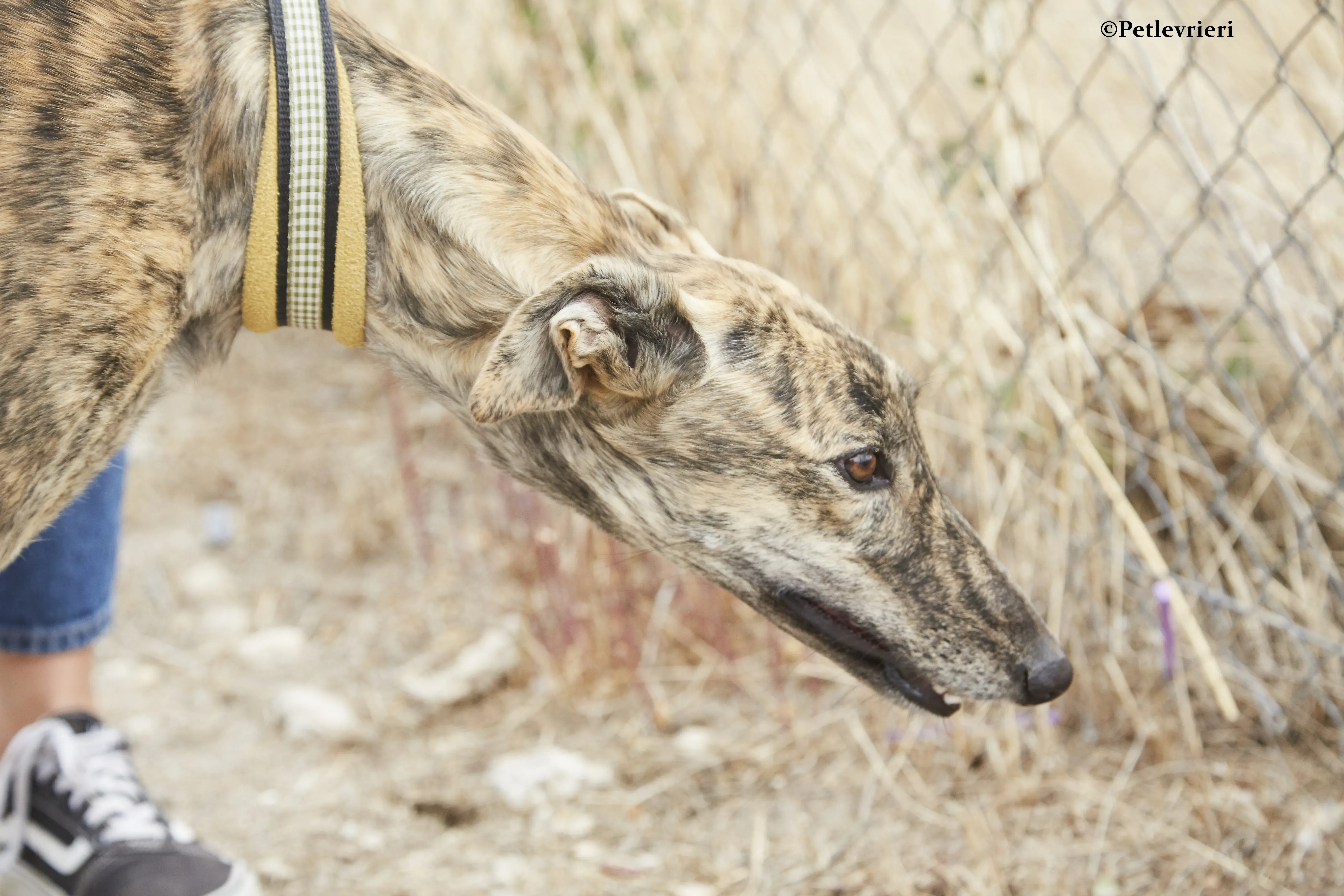 Eliza galgo adozione pet levrieri onlus 6