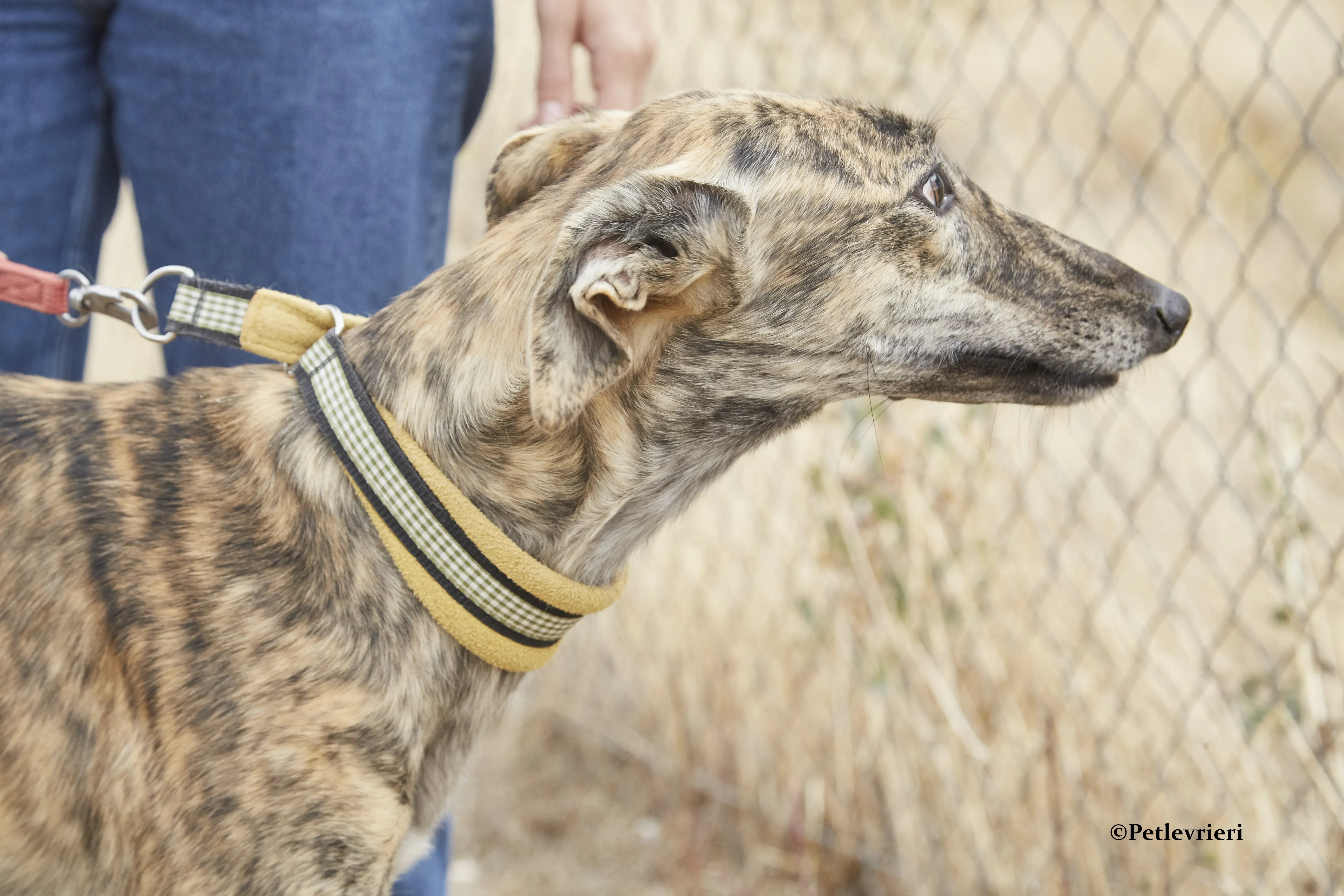 Eliza galgo adozione pet levrieri onlus 7