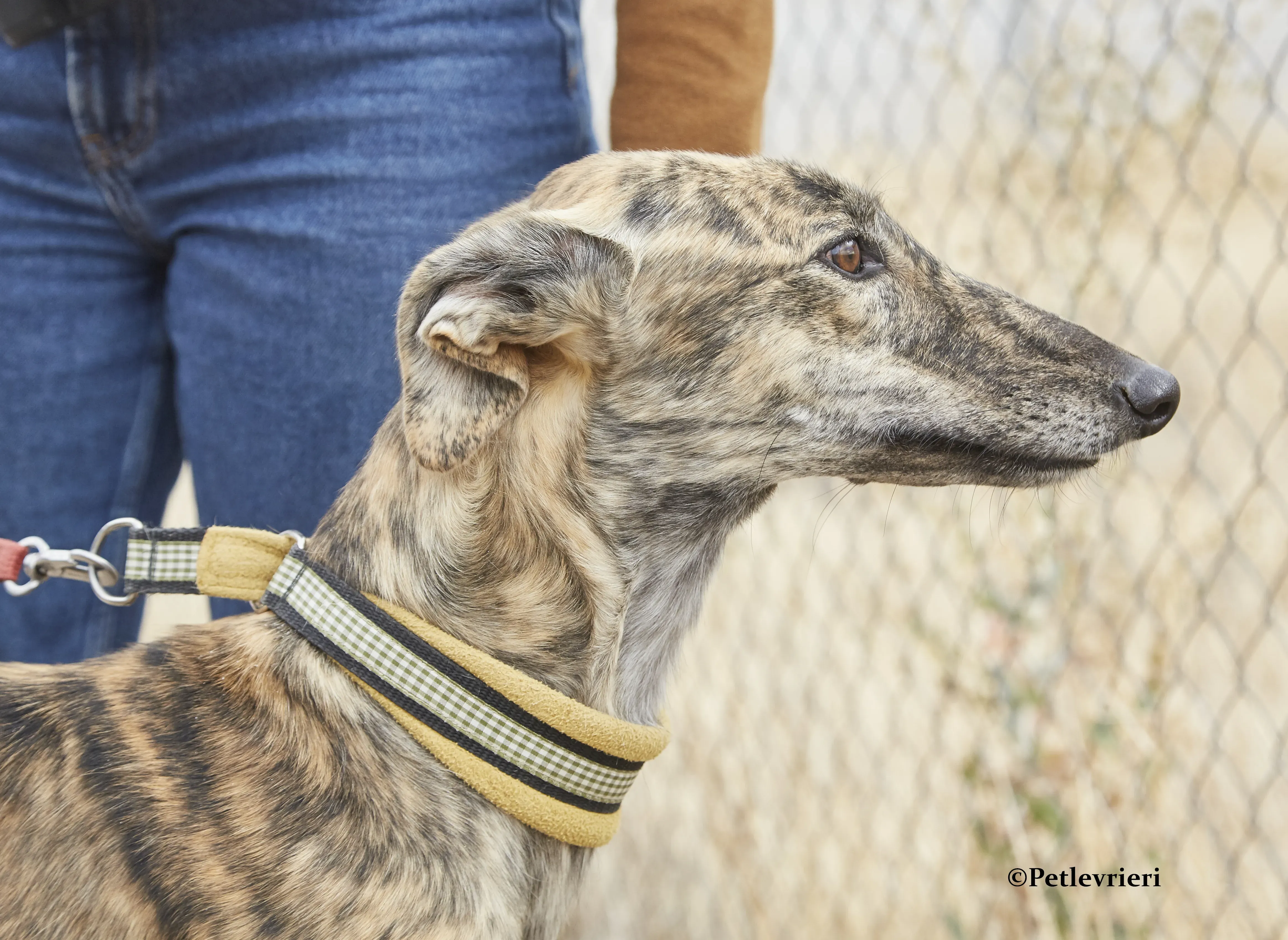 Eliza galgo adozione pet levrieri onlus 8