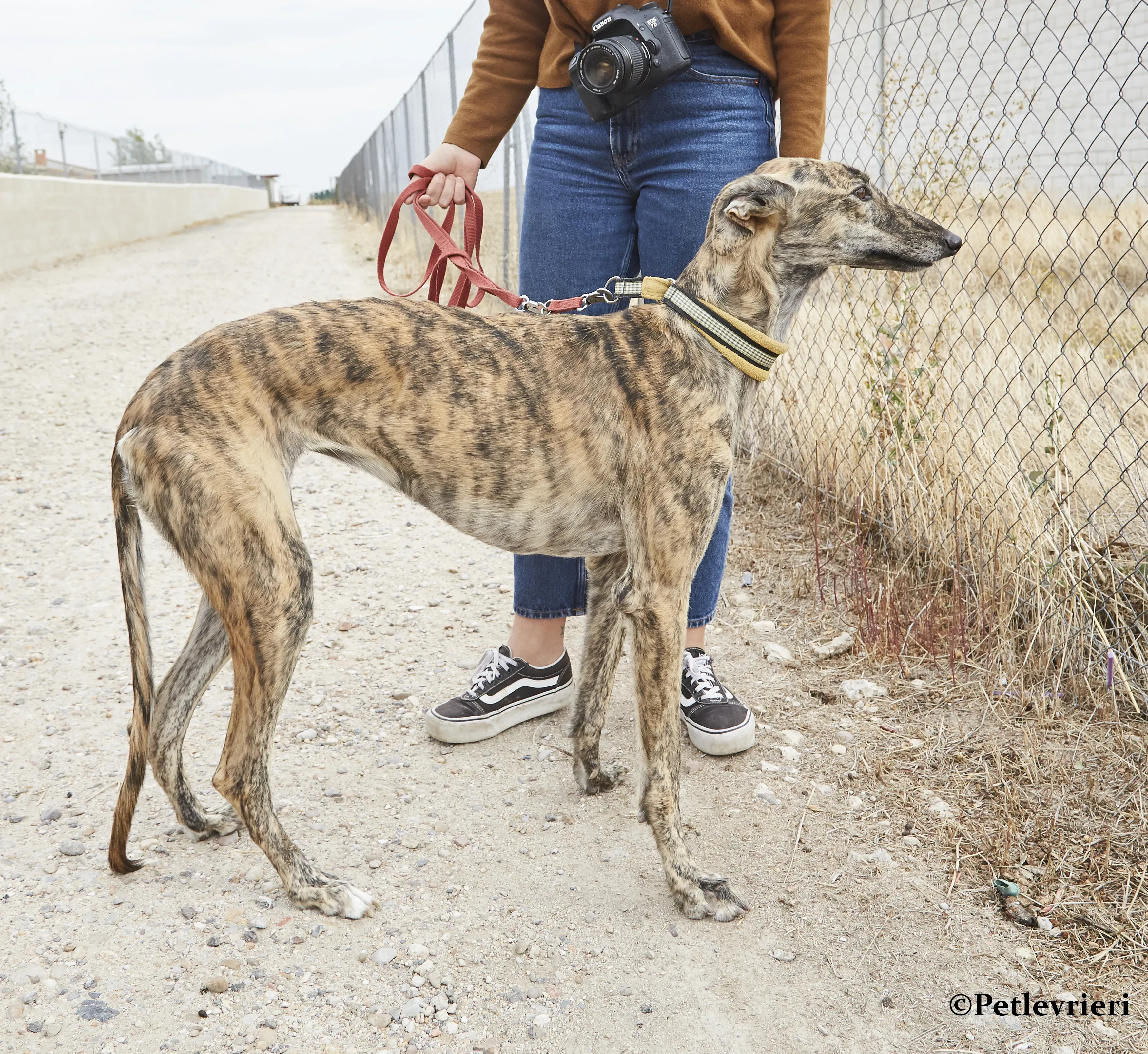 Eliza galgo adozione pet levrieri onlus 9