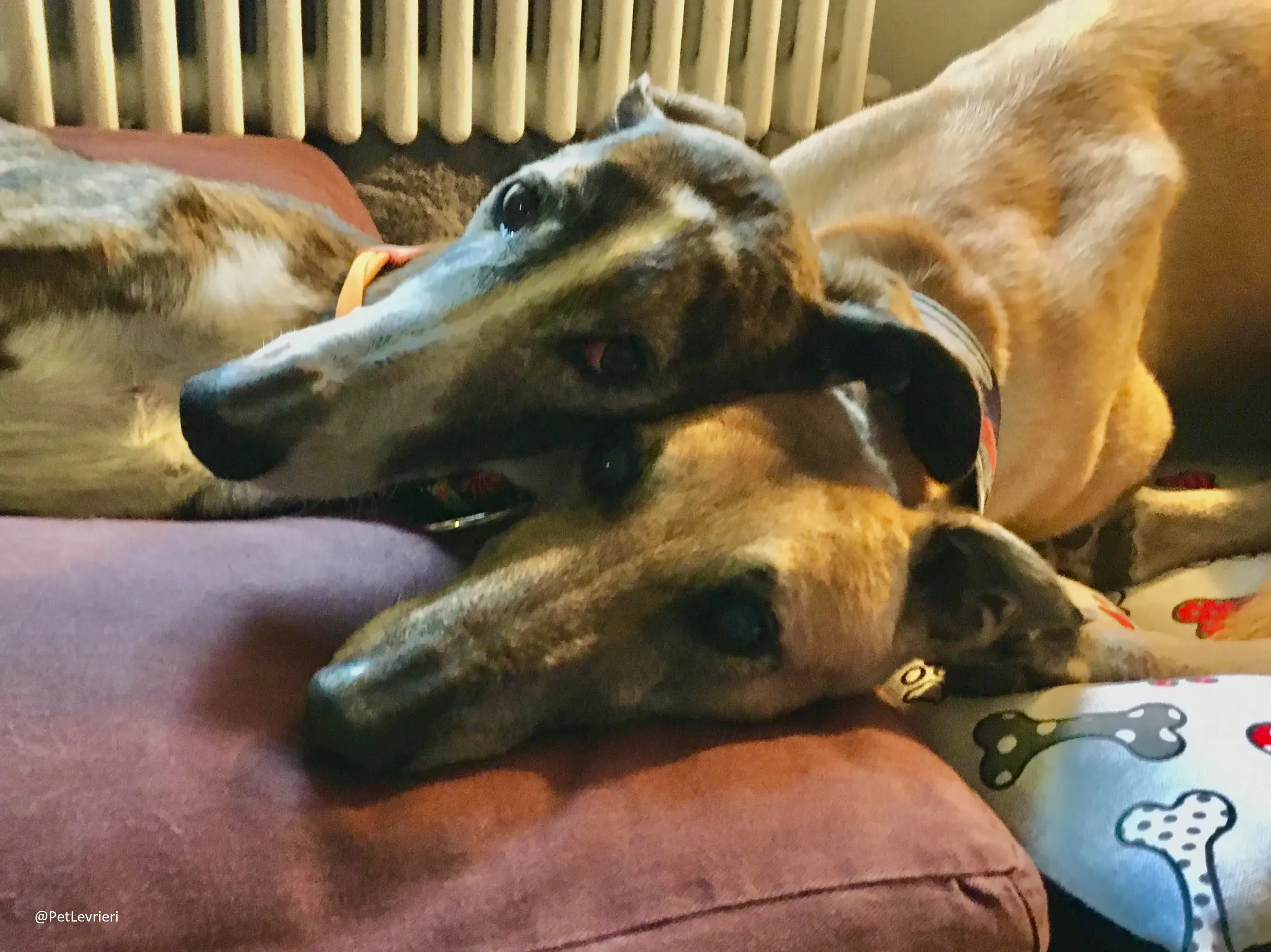 Ella adozione levrieri galgo 33 1