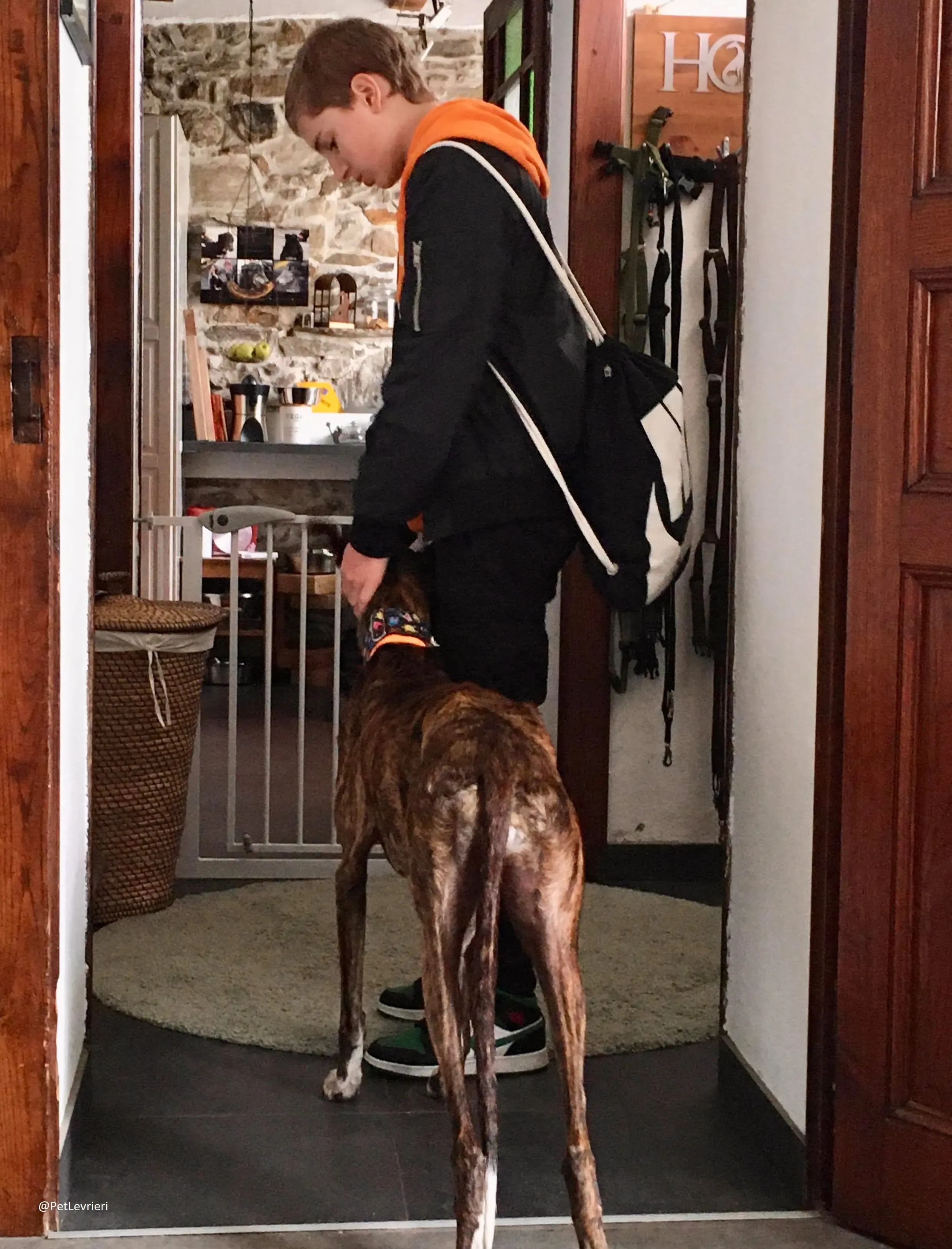 Ella adozione levrieri galgo 35