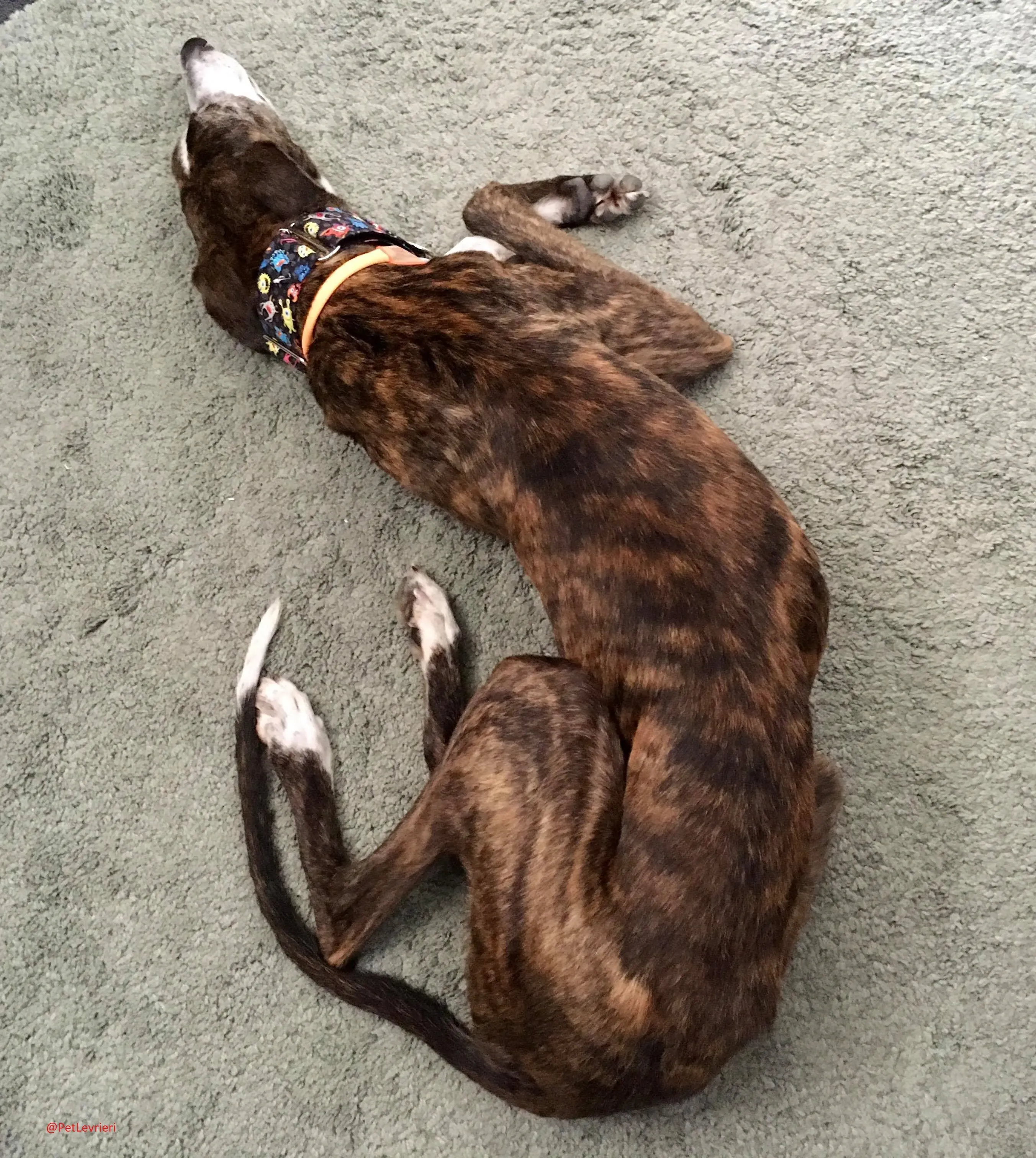 Ella adozione levrieri galgo 36