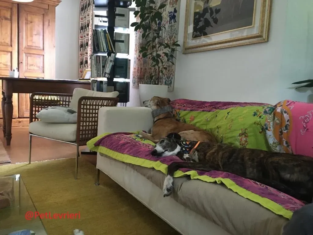 Ella adozione levrieri galgo 43