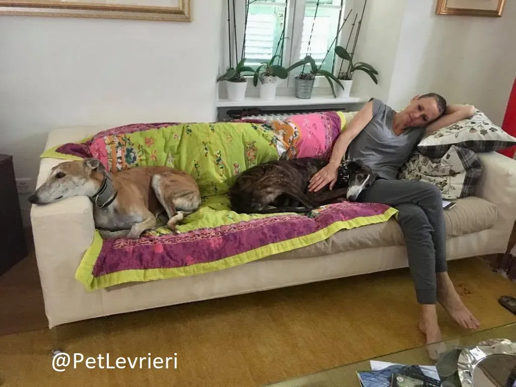 Ella adozione levrieri galgo 45