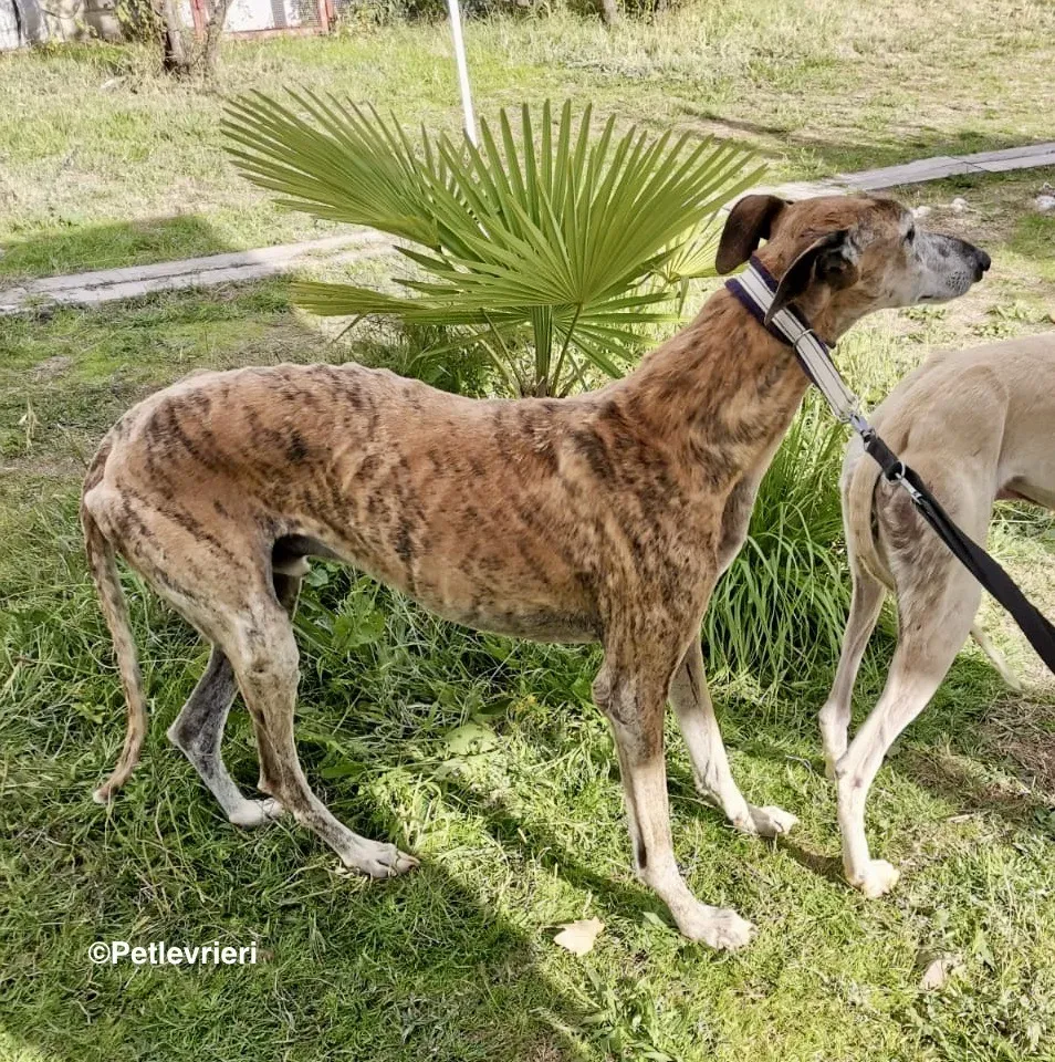 Elmo adozione levrieri galgo 2