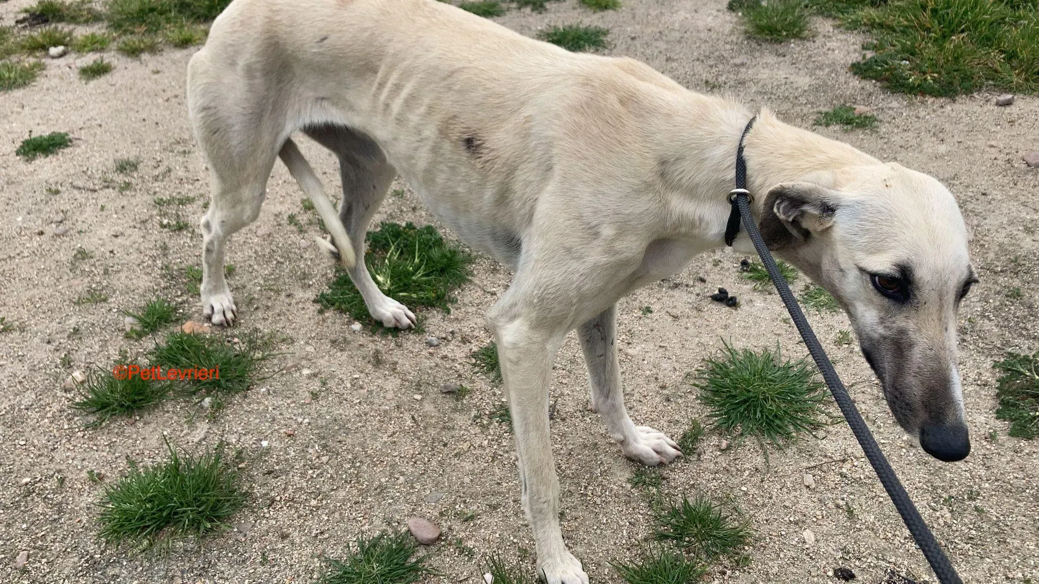 Elsa adozione levrieri galgo 1