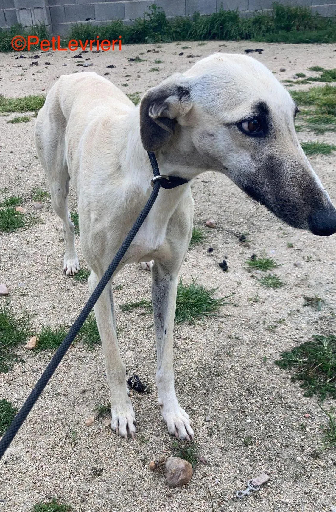 Elsa adozione levrieri galgo 2