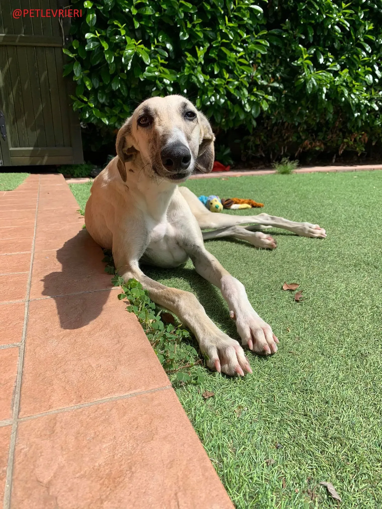 Elsa adozione levrieri galgo 20