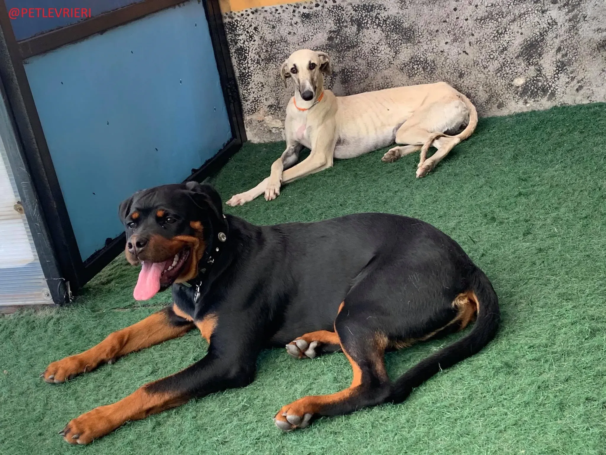 Elsa adozione levrieri galgo 21