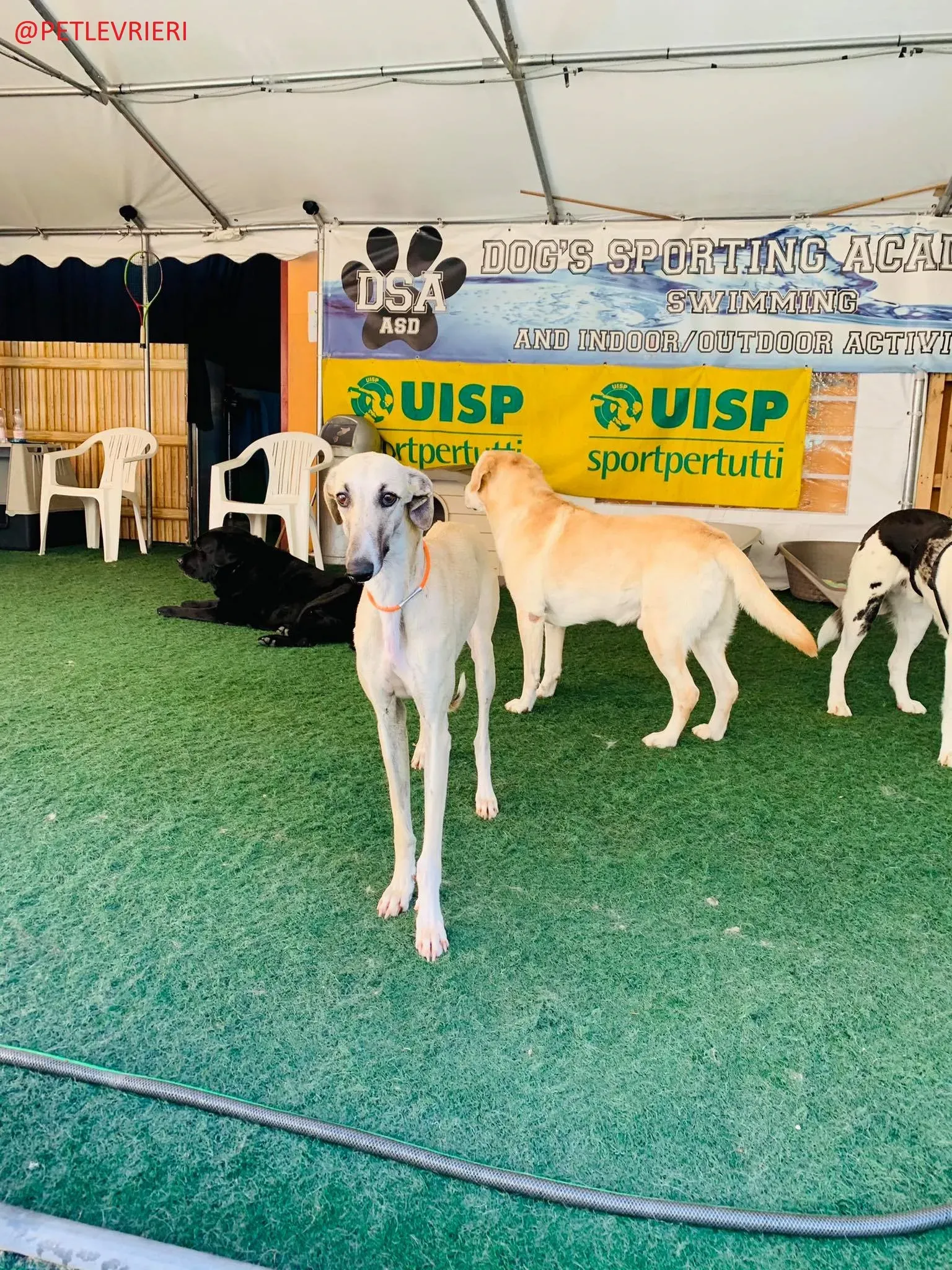 Elsa adozione levrieri galgo 22