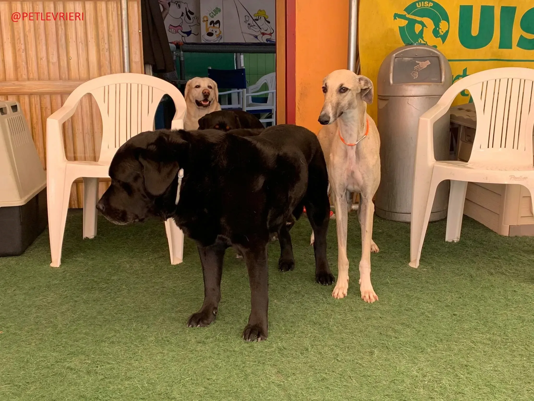 Elsa adozione levrieri galgo 23