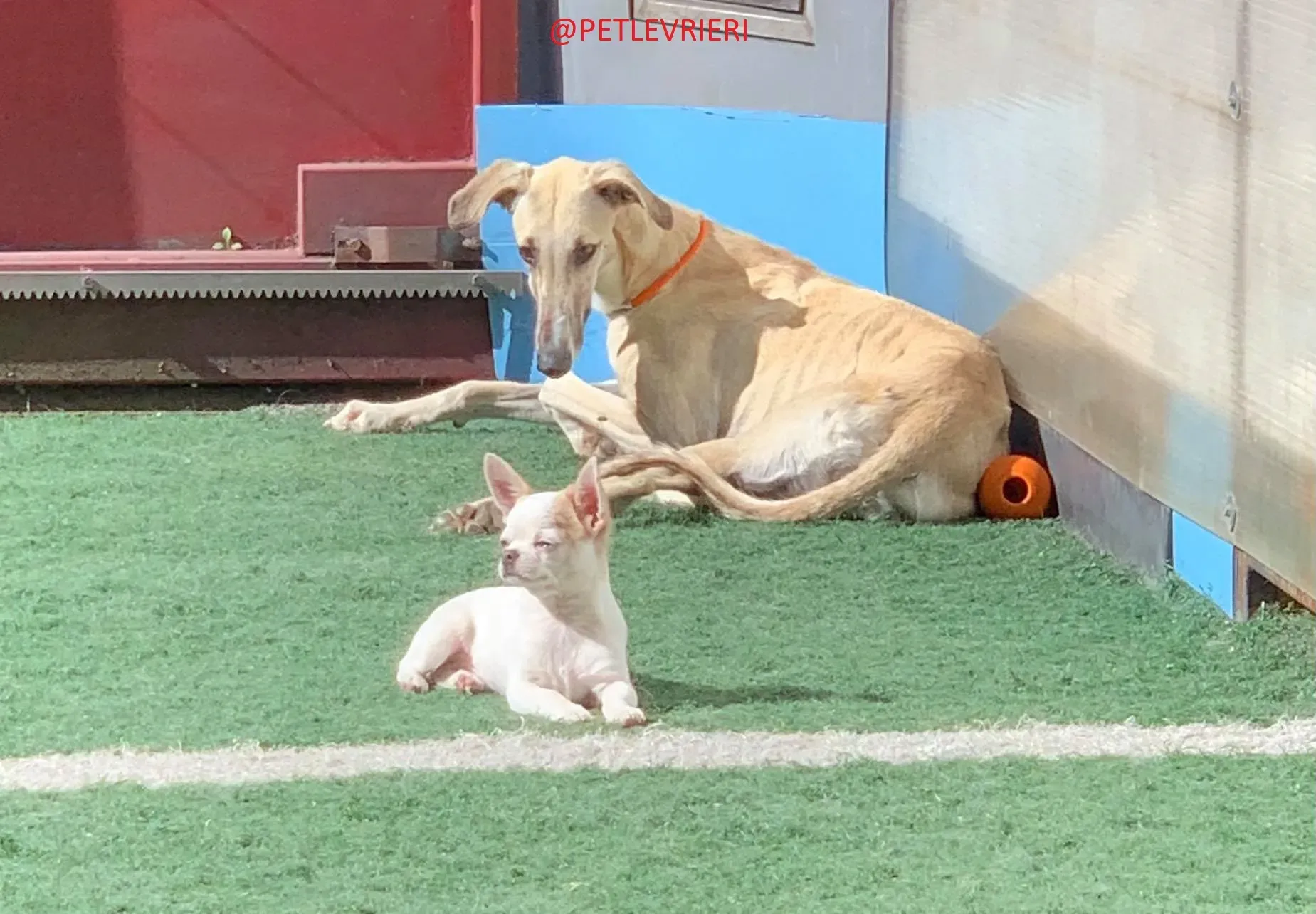 Elsa adozione levrieri galgo 24