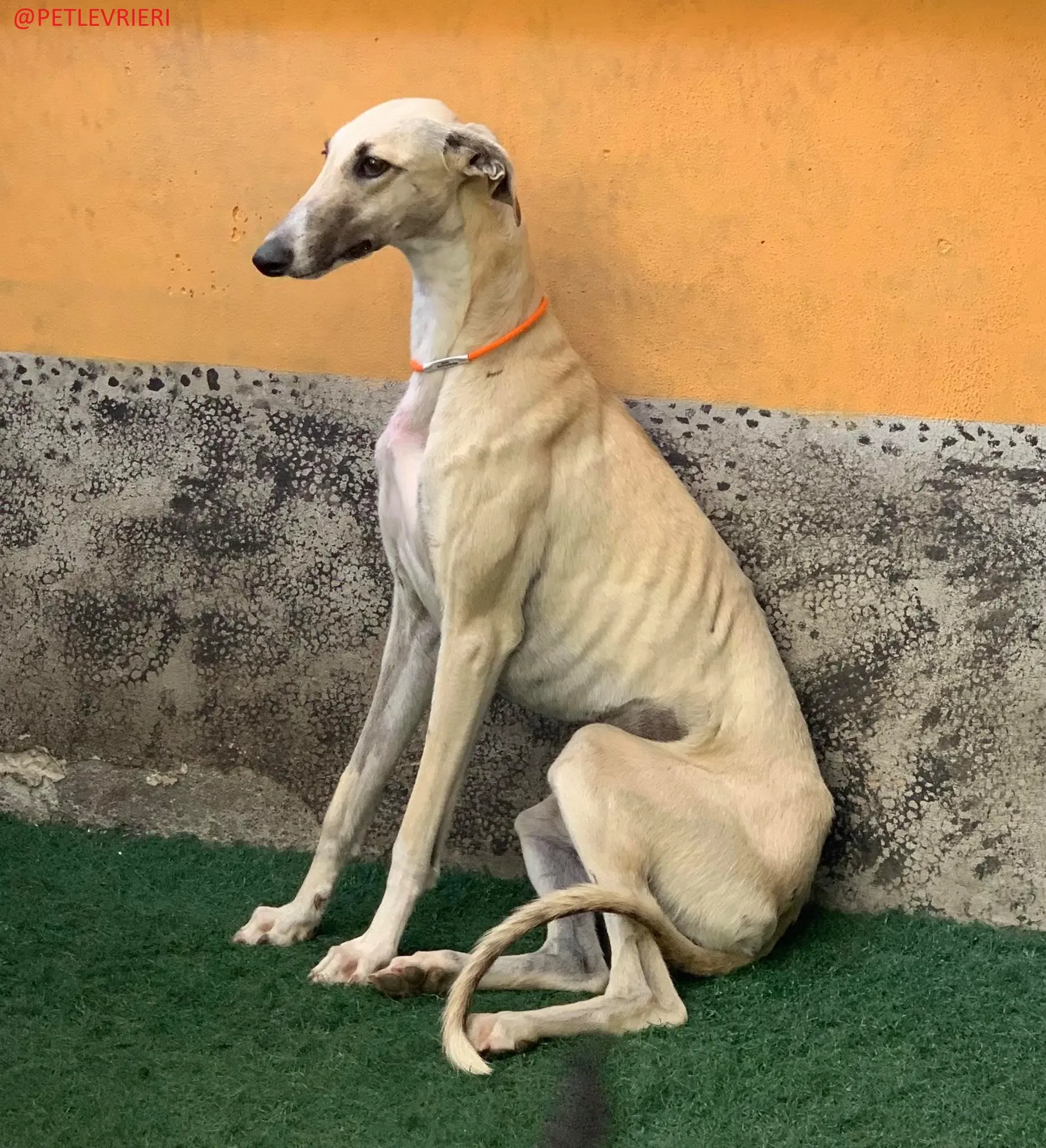 Elsa adozione levrieri galgo 25