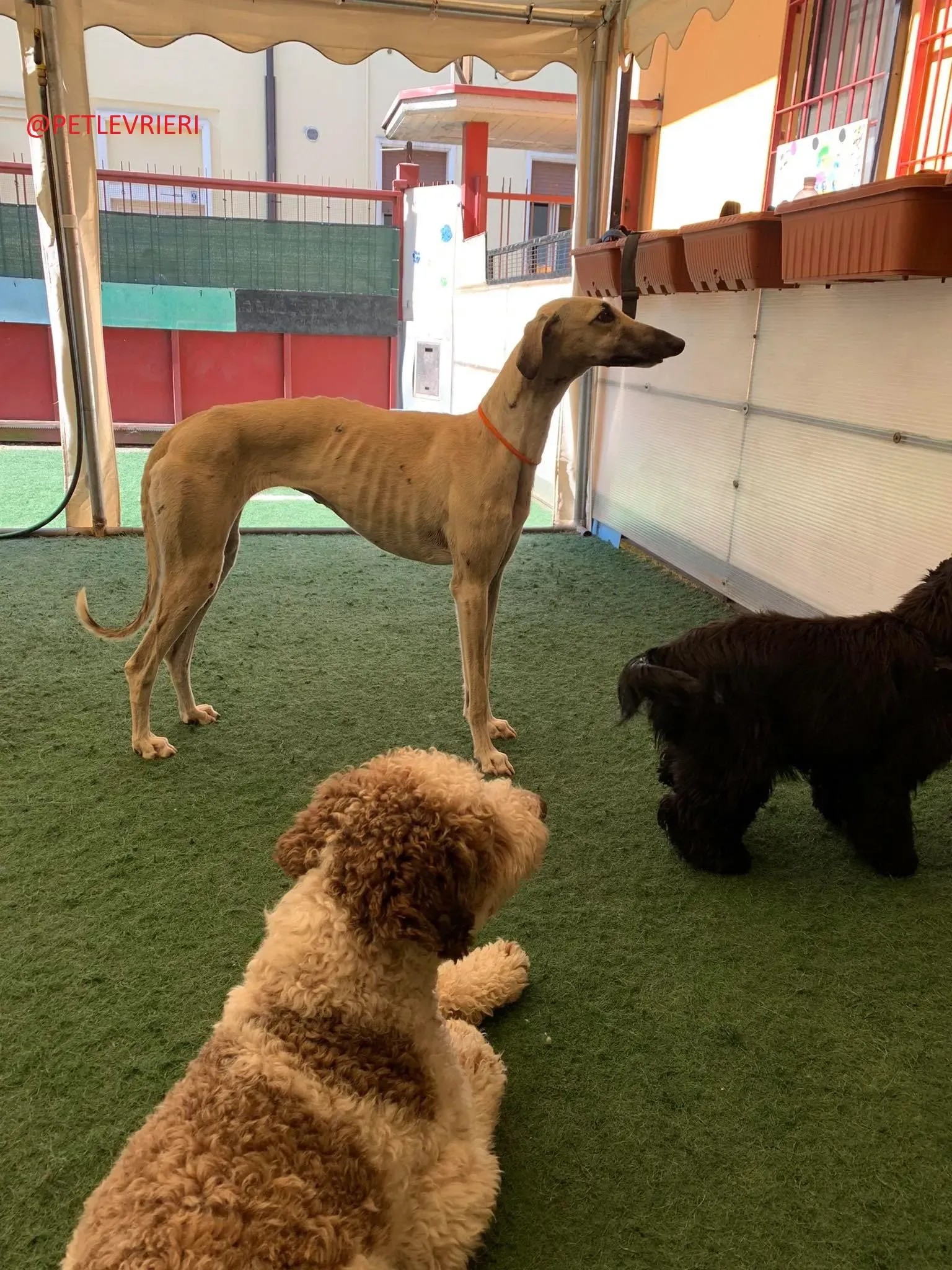 Elsa adozione levrieri galgo 26