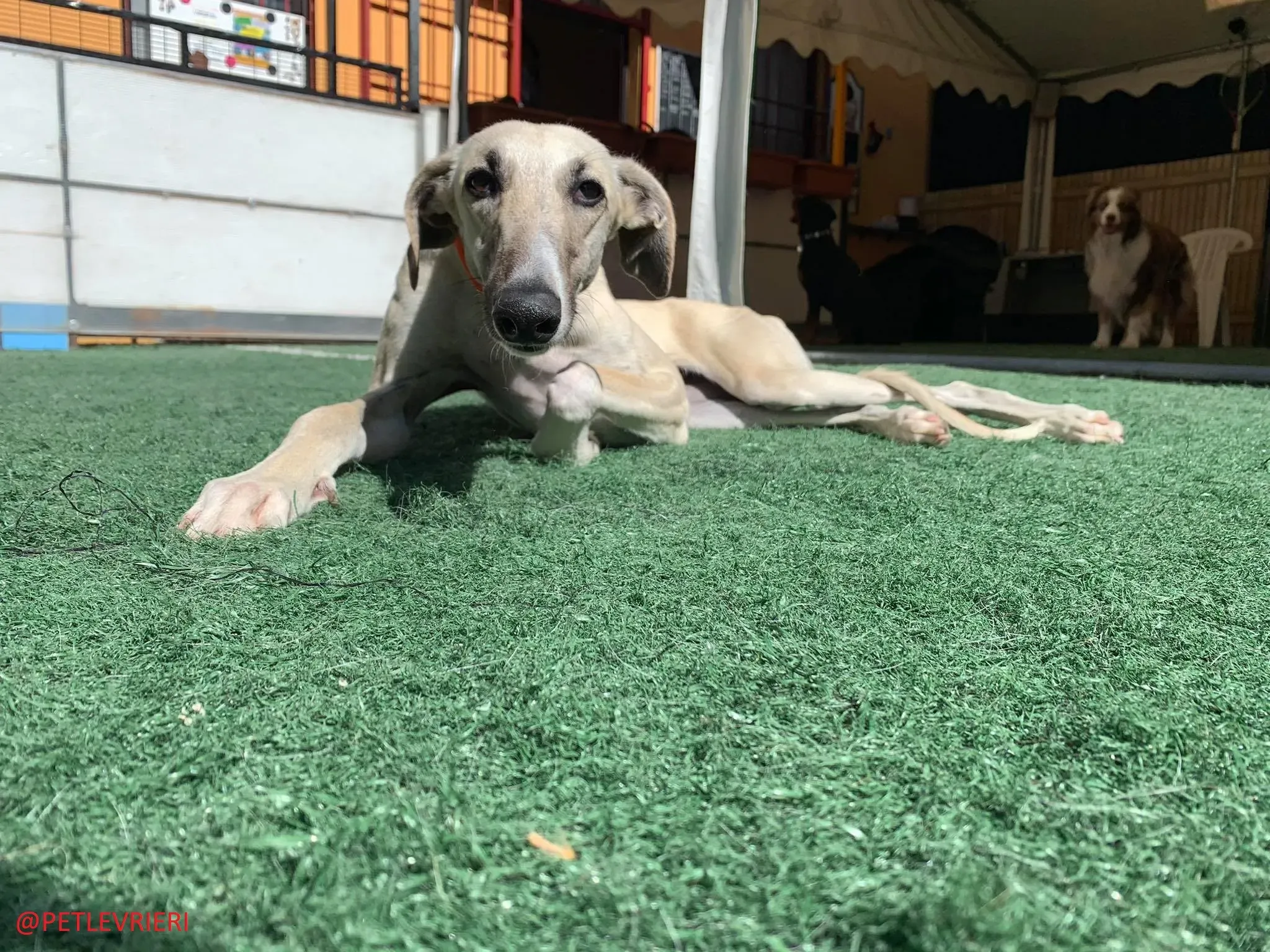 Elsa adozione levrieri galgo 27