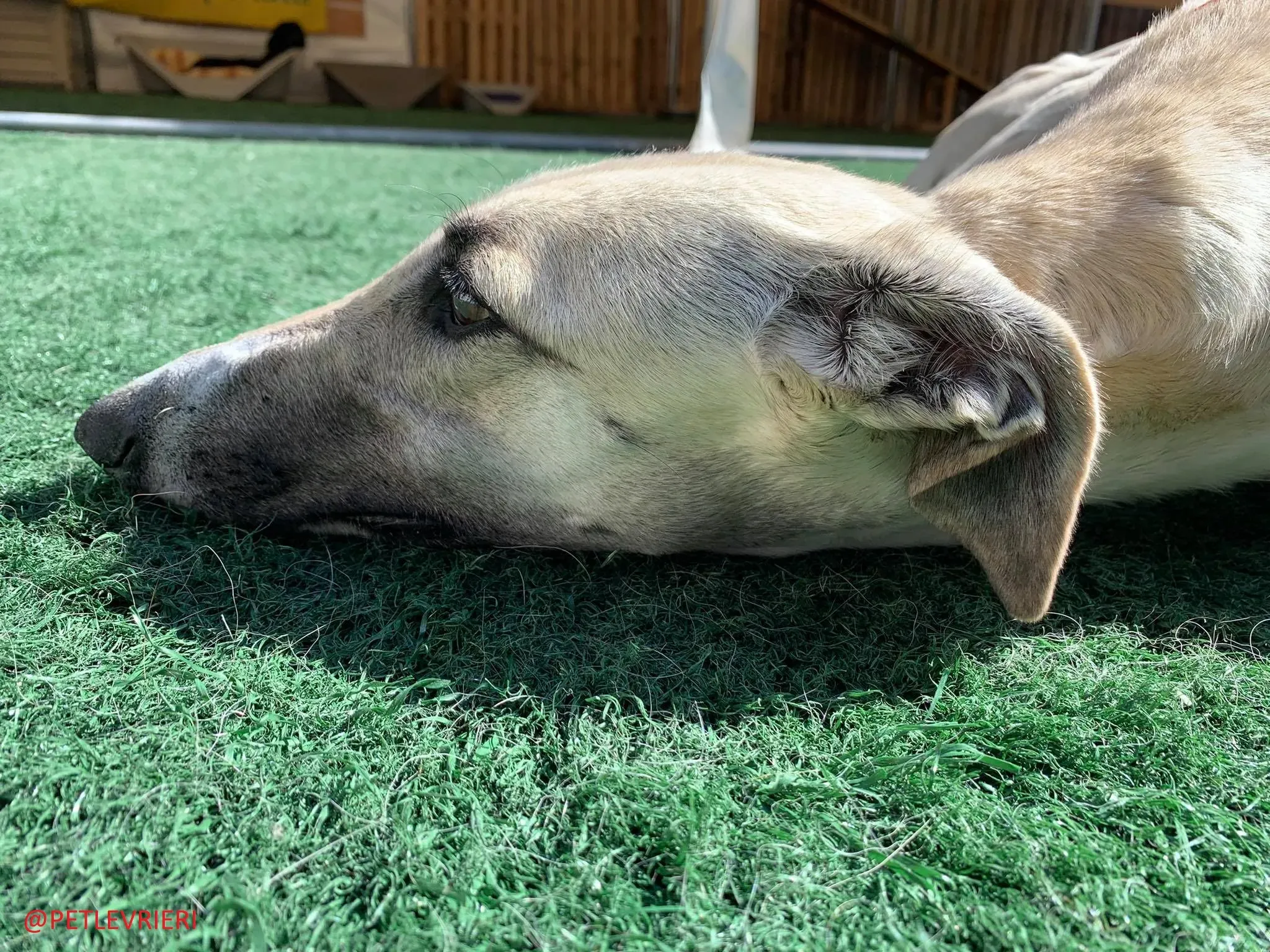 Elsa adozione levrieri galgo 28