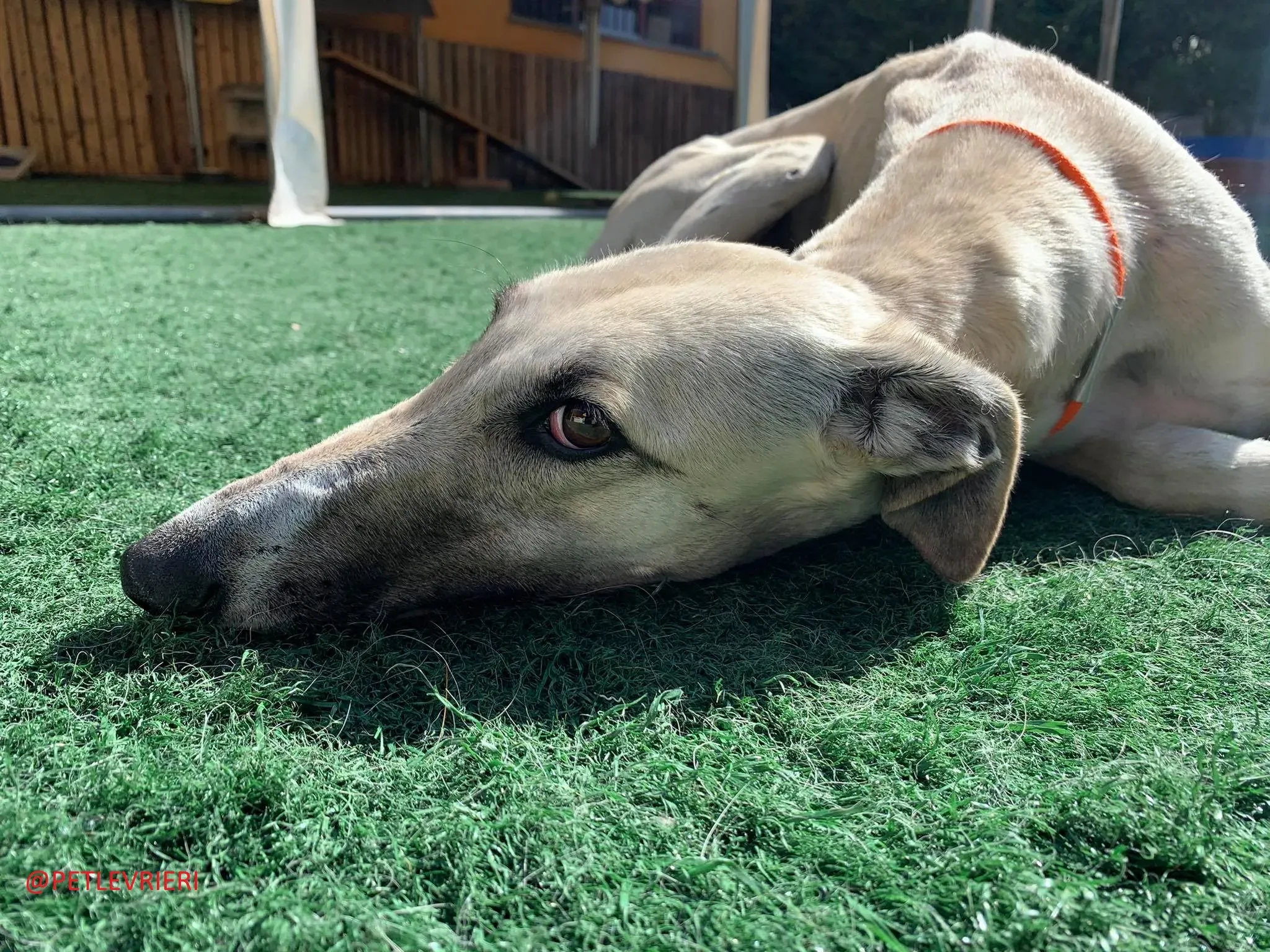 Elsa adozione levrieri galgo 29