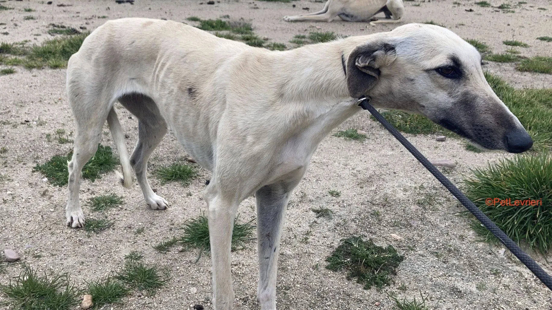 Elsa adozione levrieri galgo 3