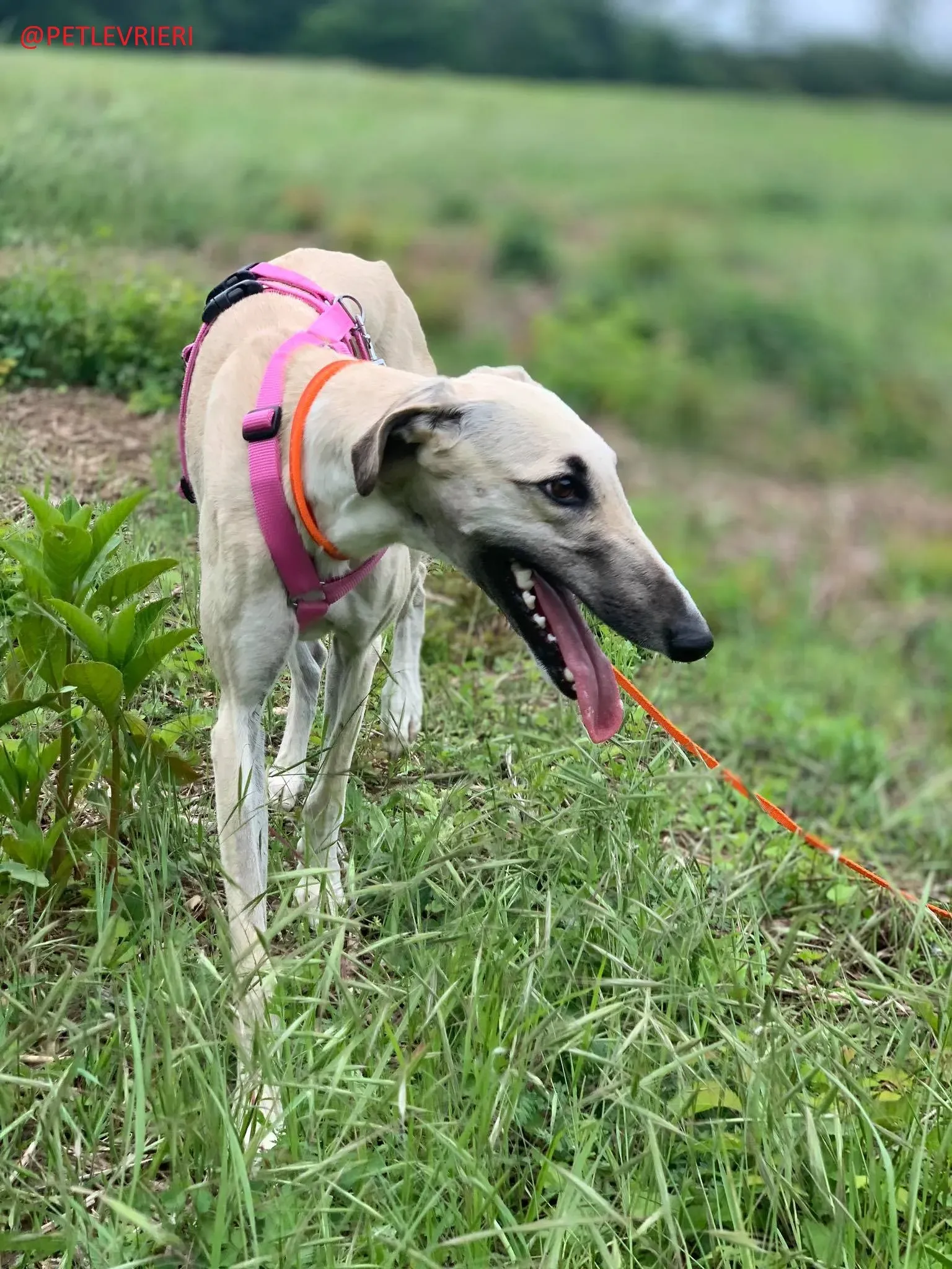 Elsa adozione levrieri galgo 30