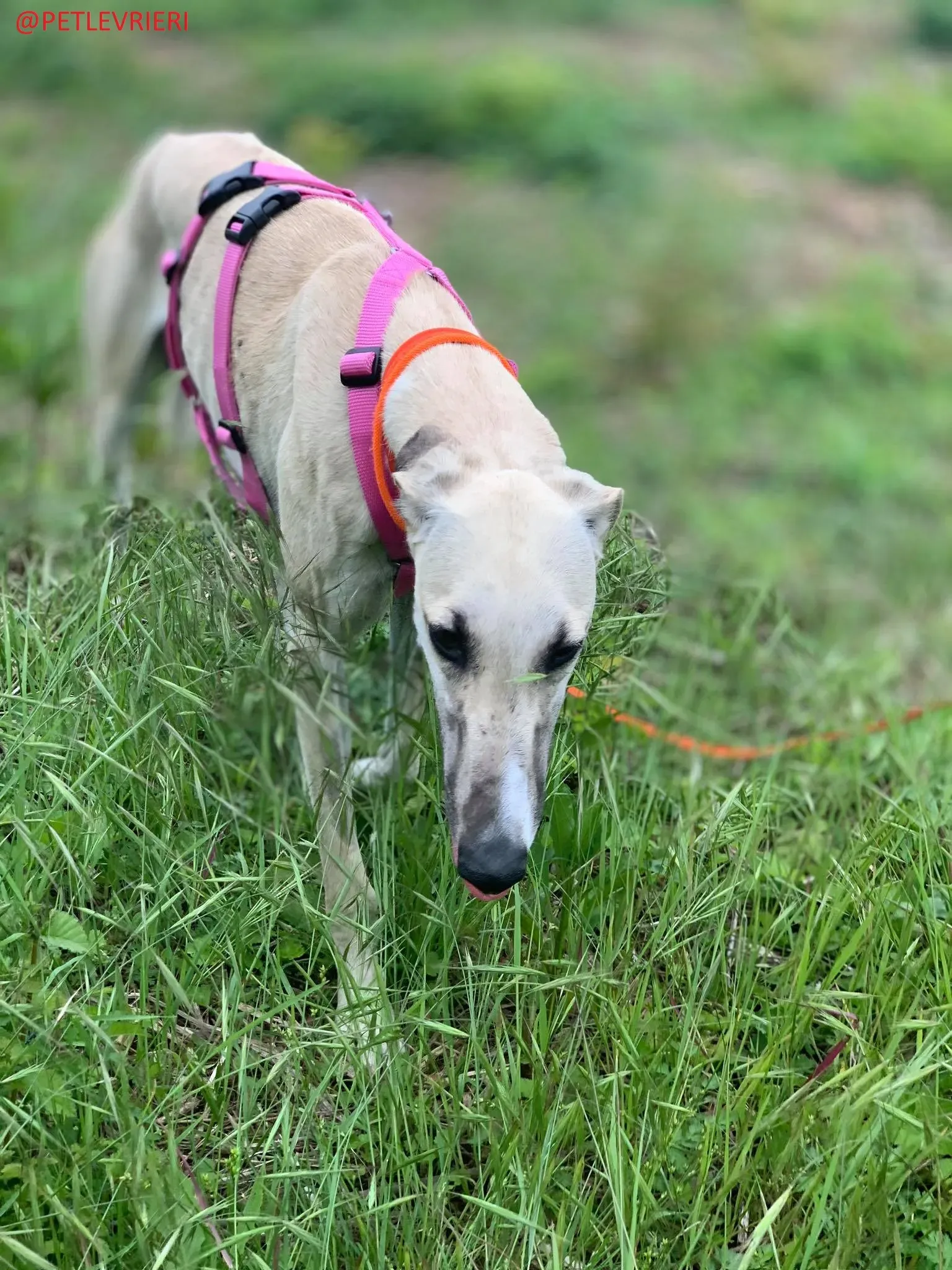Elsa adozione levrieri galgo 31