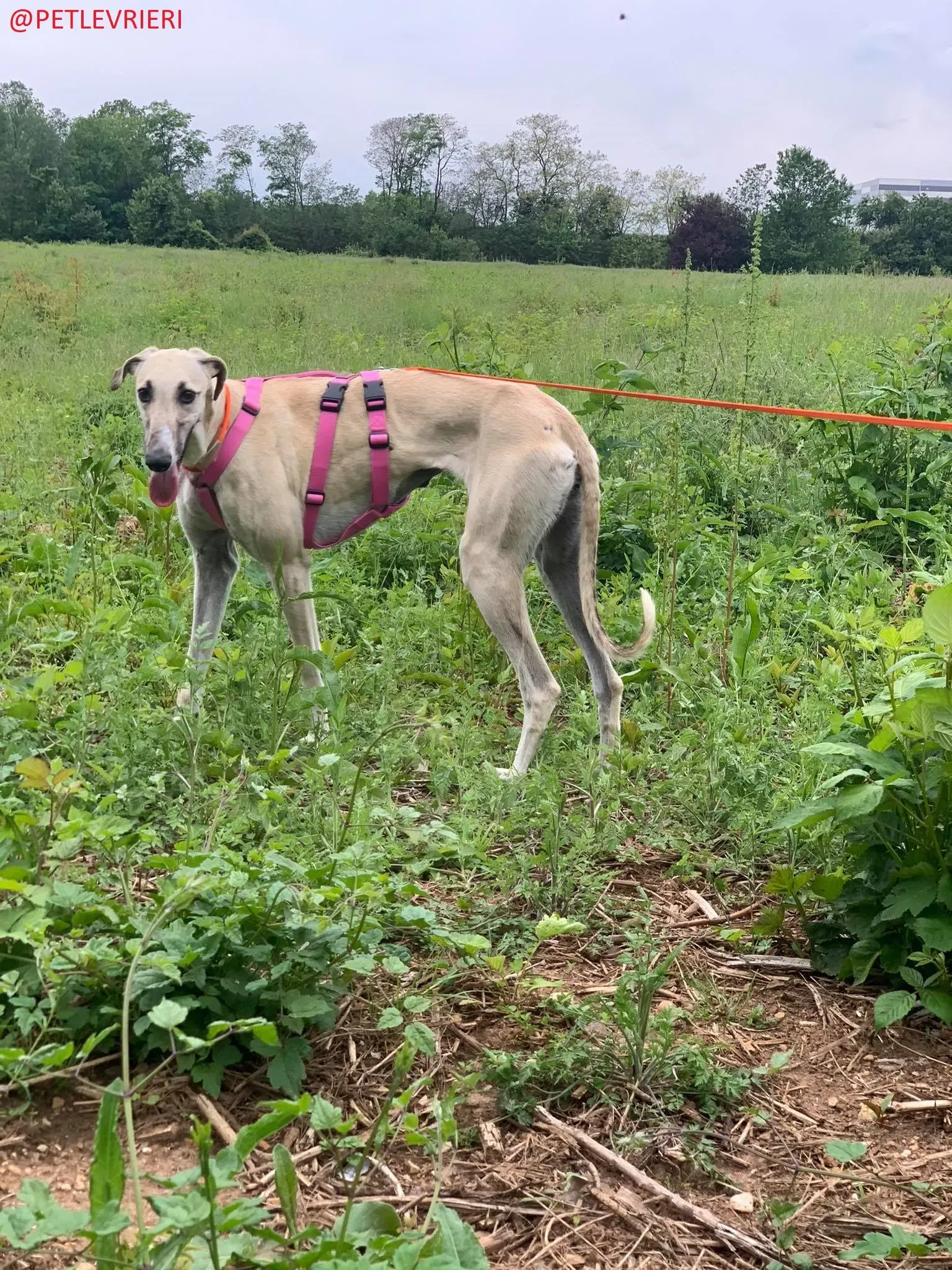 Elsa adozione levrieri galgo 32