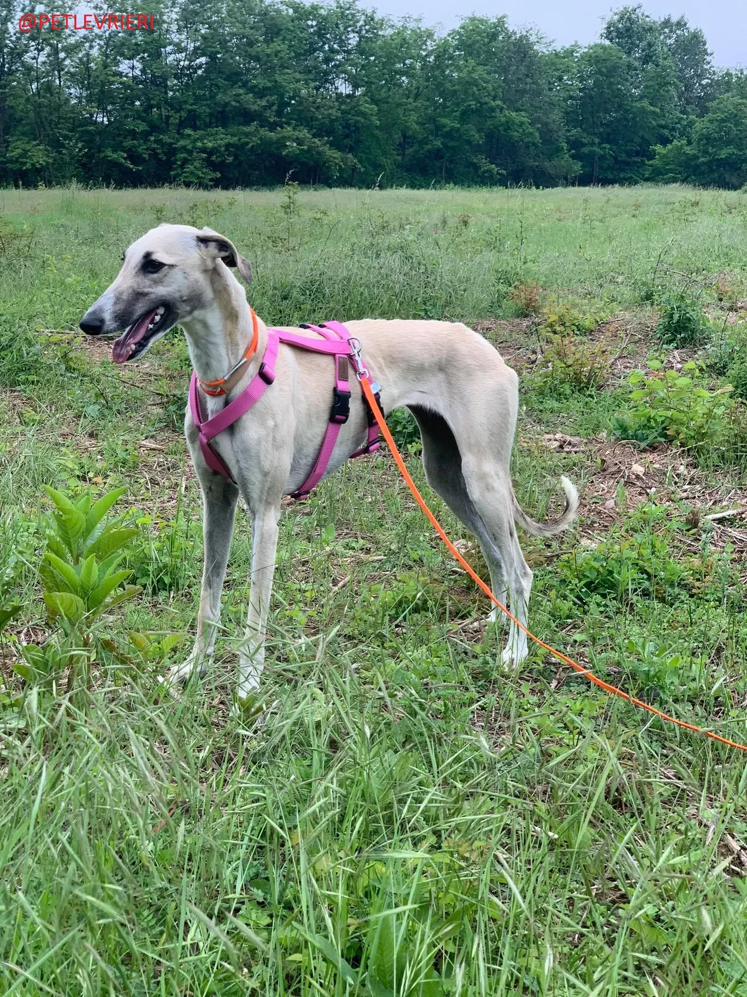 Elsa adozione levrieri galgo 33