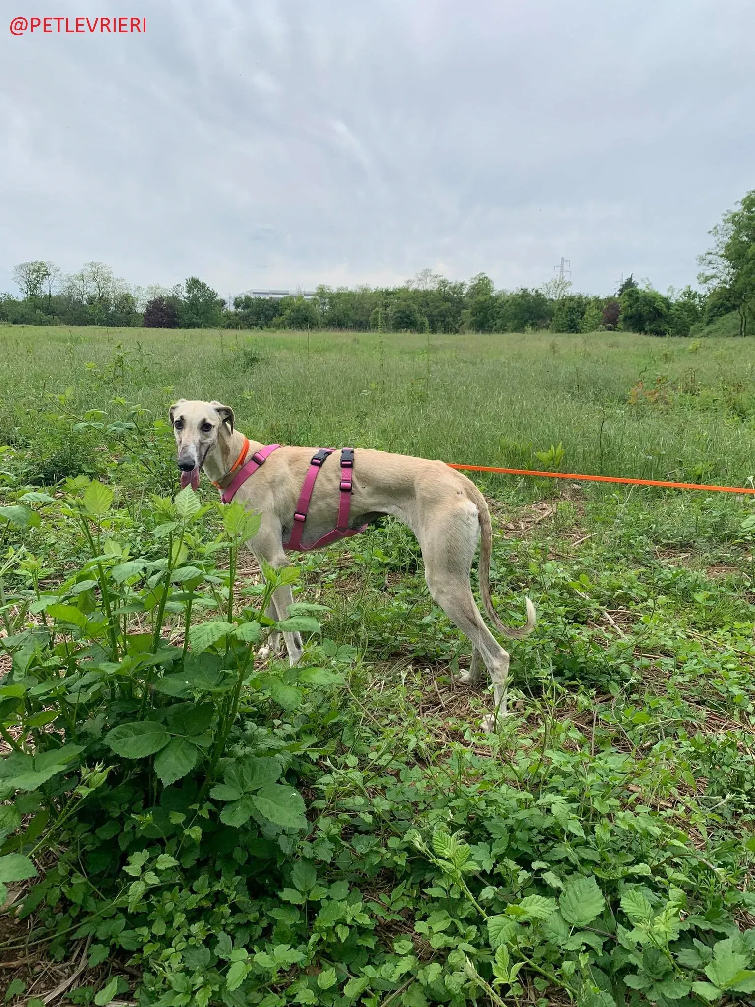 Elsa adozione levrieri galgo 34