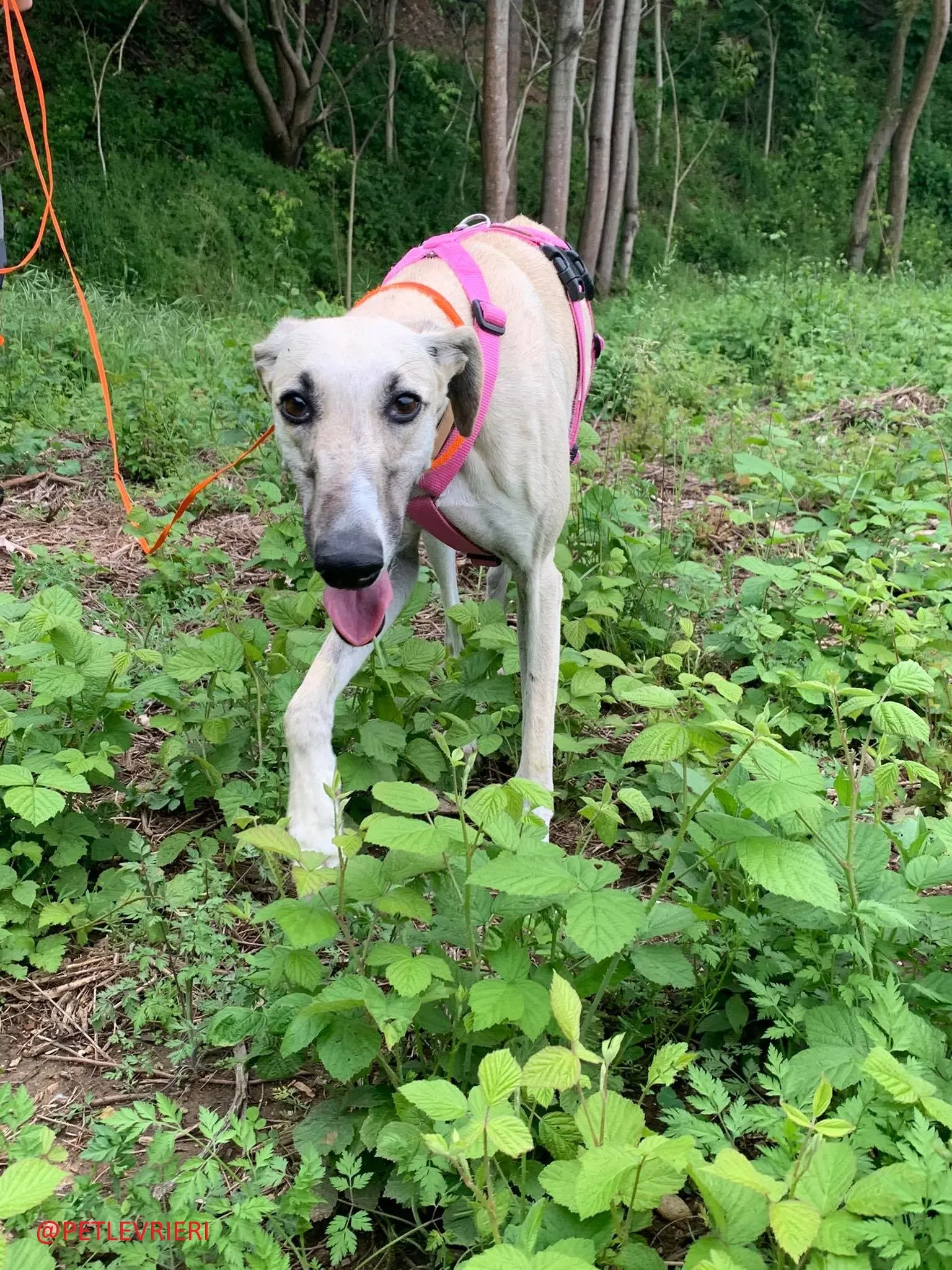 Elsa adozione levrieri galgo 35